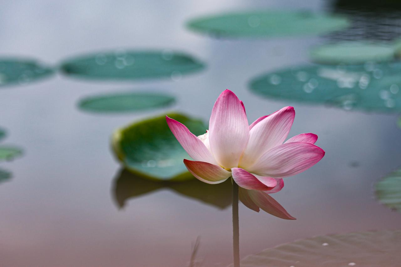 Kamal-Flower-Thimi-(12)-1786277475.jpeg