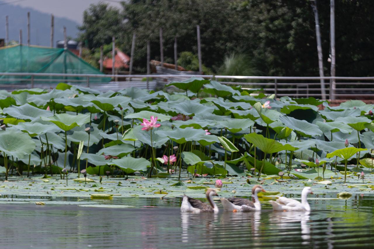 Kamal-Flower-Thimi-(3)-1786277477.jpeg