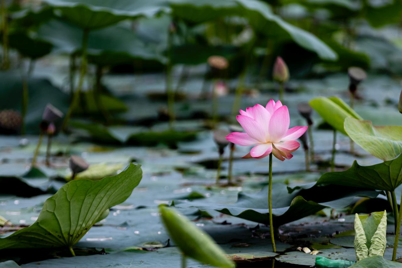 Kamal-Flower-Thimi-(4)-1786277477.jpeg