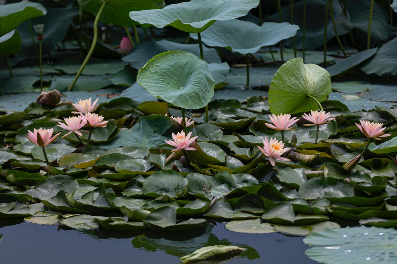 Kamal-Flower-Thimi-(5)-1786277477.jpeg