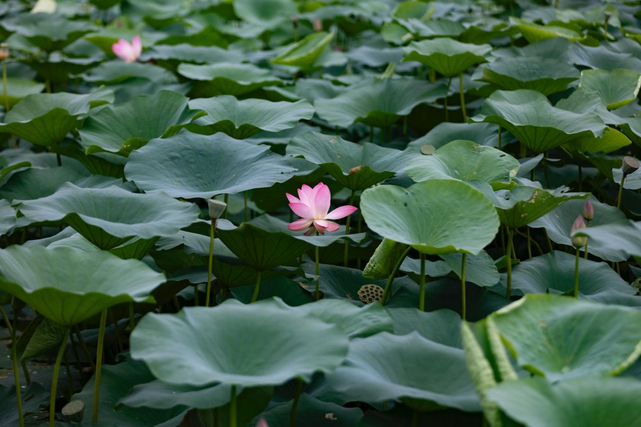 Kamal-Flower-Thimi-(6)-1786277476.jpeg