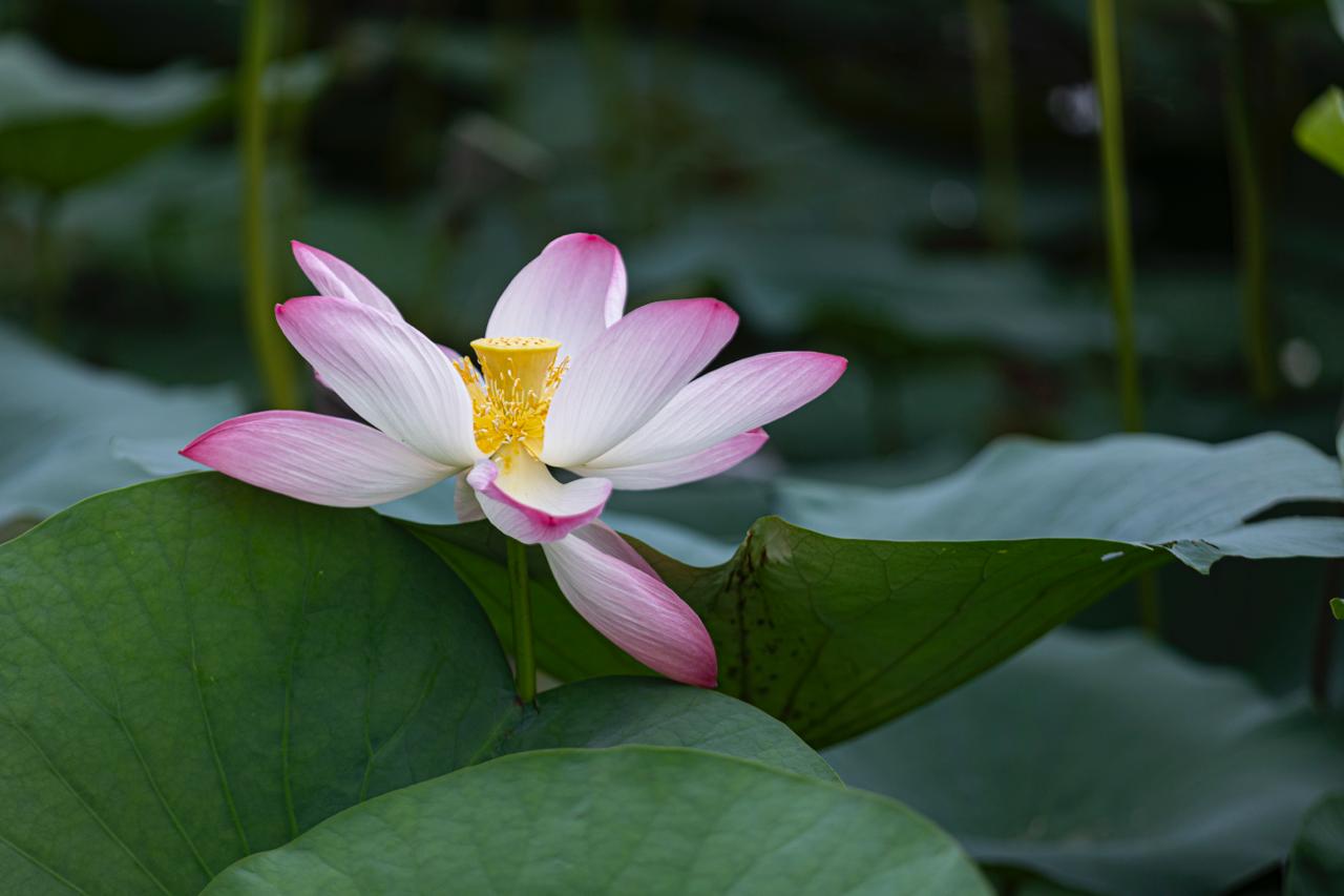 Kamal-Flower-Thimi-(7)-1786277476.jpeg