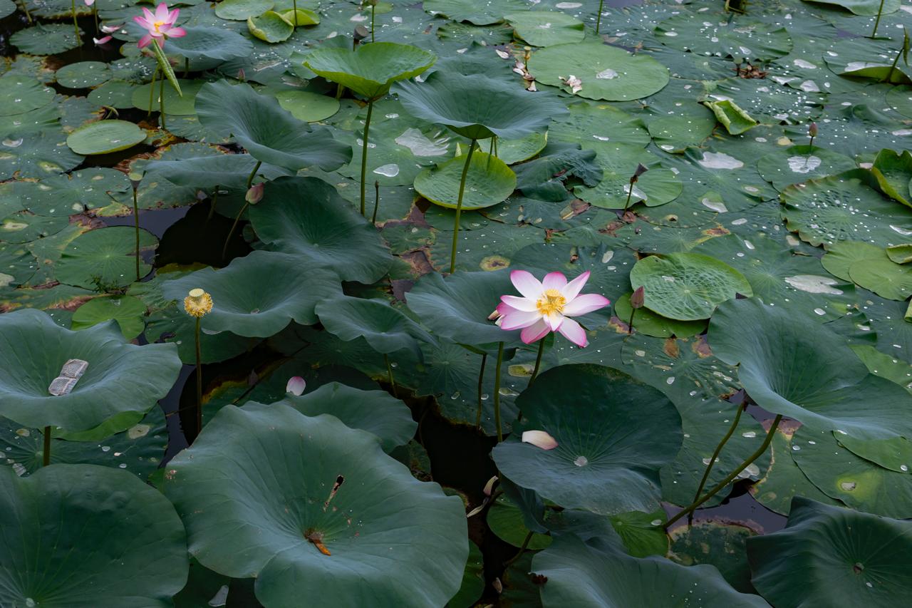 Kamal-Flower-Thimi-(8)-1786277475.jpeg