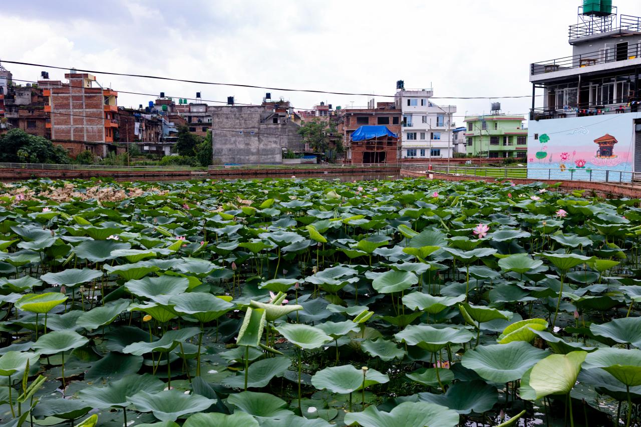 Kamal-Flower-Thimi-(9)-1786277475.jpeg