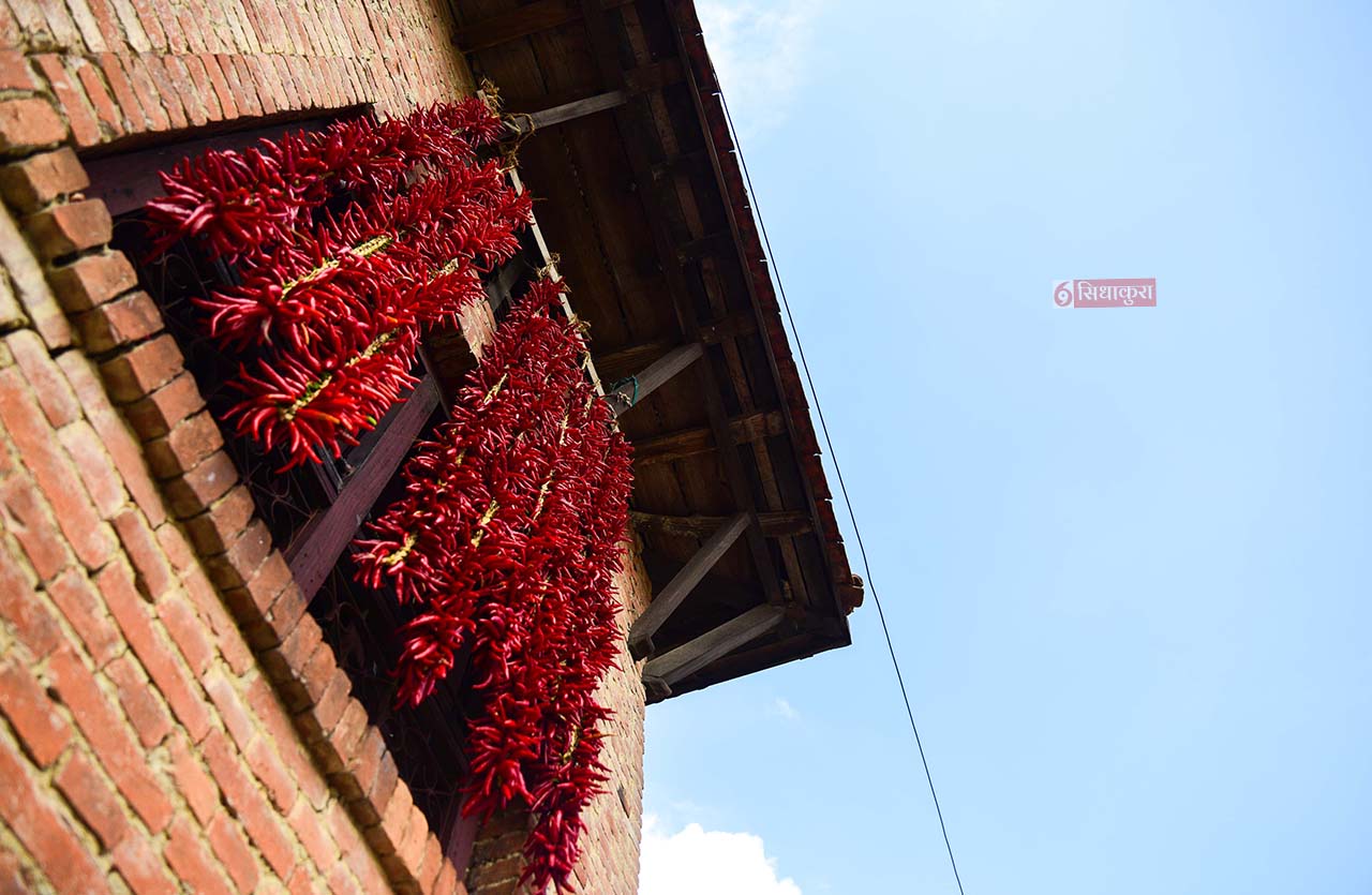 Khokana-Red-chilli_Sidhakura-1754546358.jpg