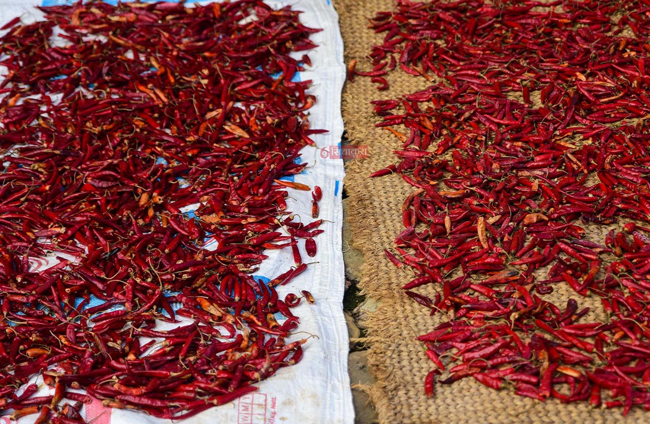 Khokana-Red-chilli_Sidhakura1-1754546358.jpg