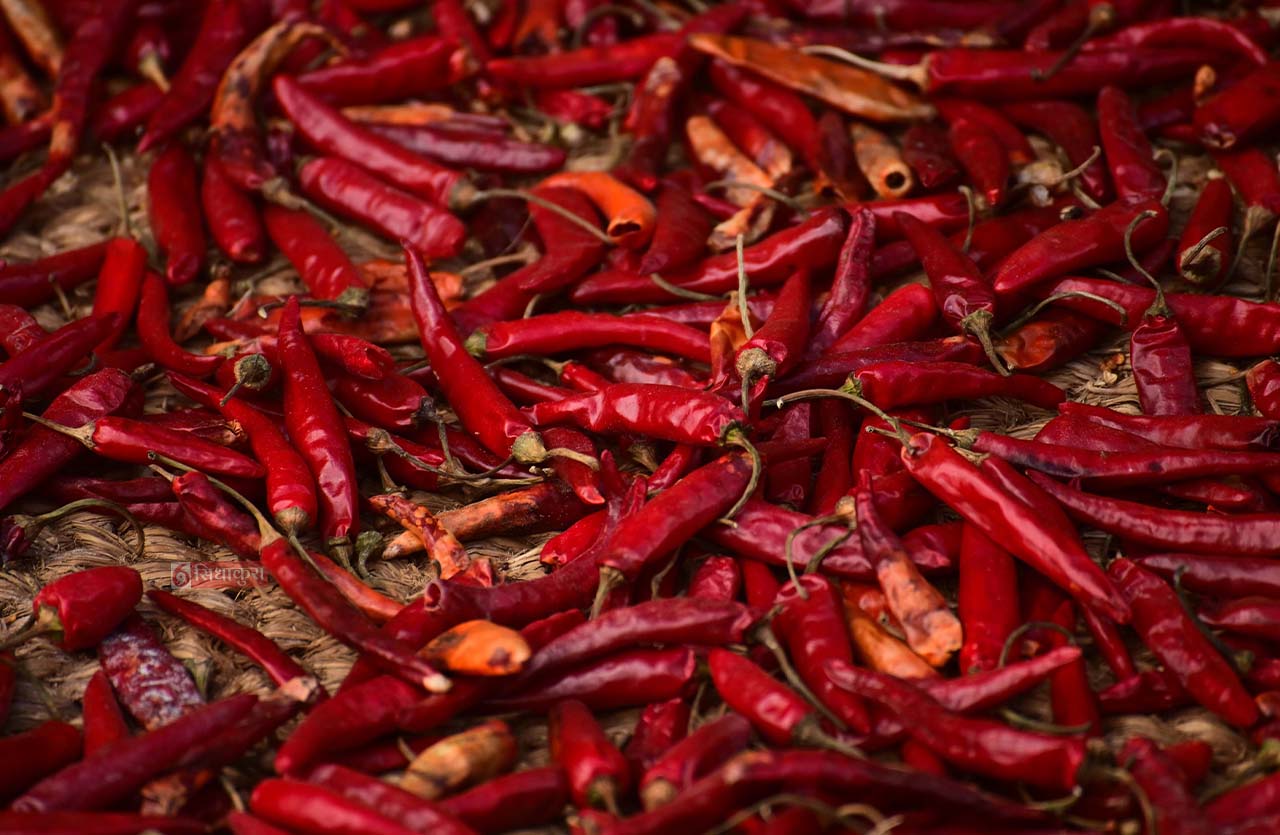 Khokana-Red-chilli_Sidhakura12-1754546362.jpg