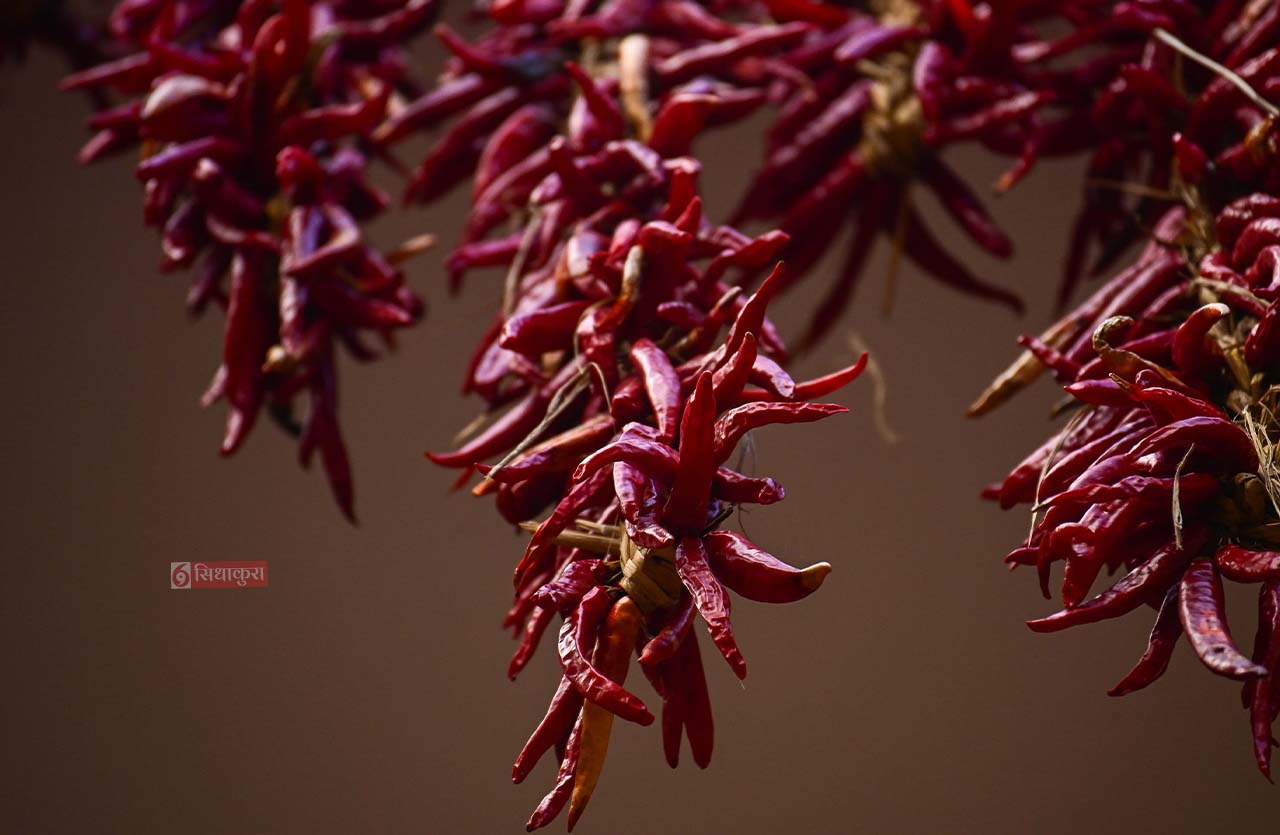 Khokana-Red-chilli_Sidhakura13-1754546608.jpg