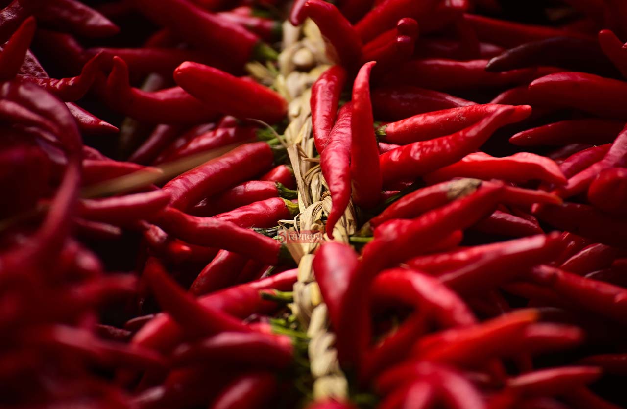 Khokana-Red-chilli_Sidhakura16-1754546363.jpg