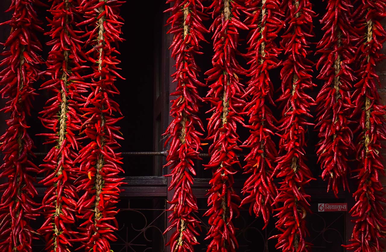 Khokana-Red-chilli_Sidhakura20-1754546609.jpg