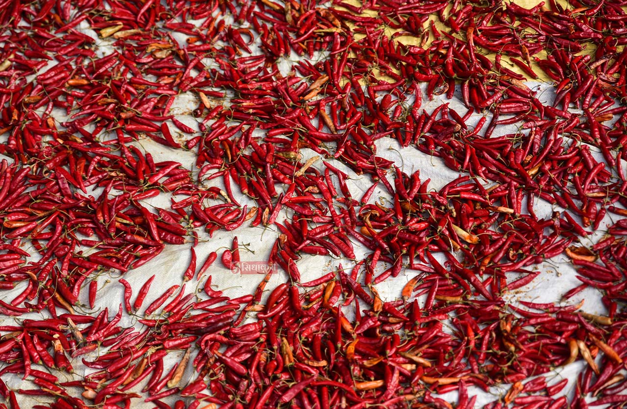 Khokana-Red-chilli_Sidhakura3-1754546359.jpg