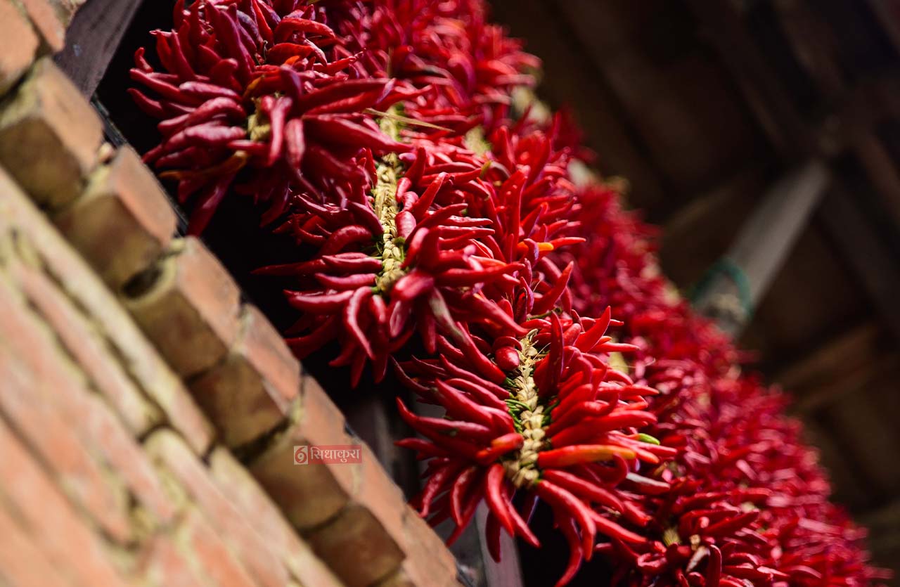 Khokana-Red-chilli_Sidhakura7-1754546607.jpg