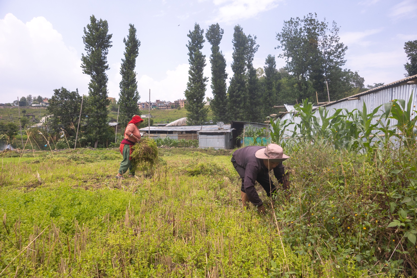Kisan_sidhakura-(7)-1780805955.jpg