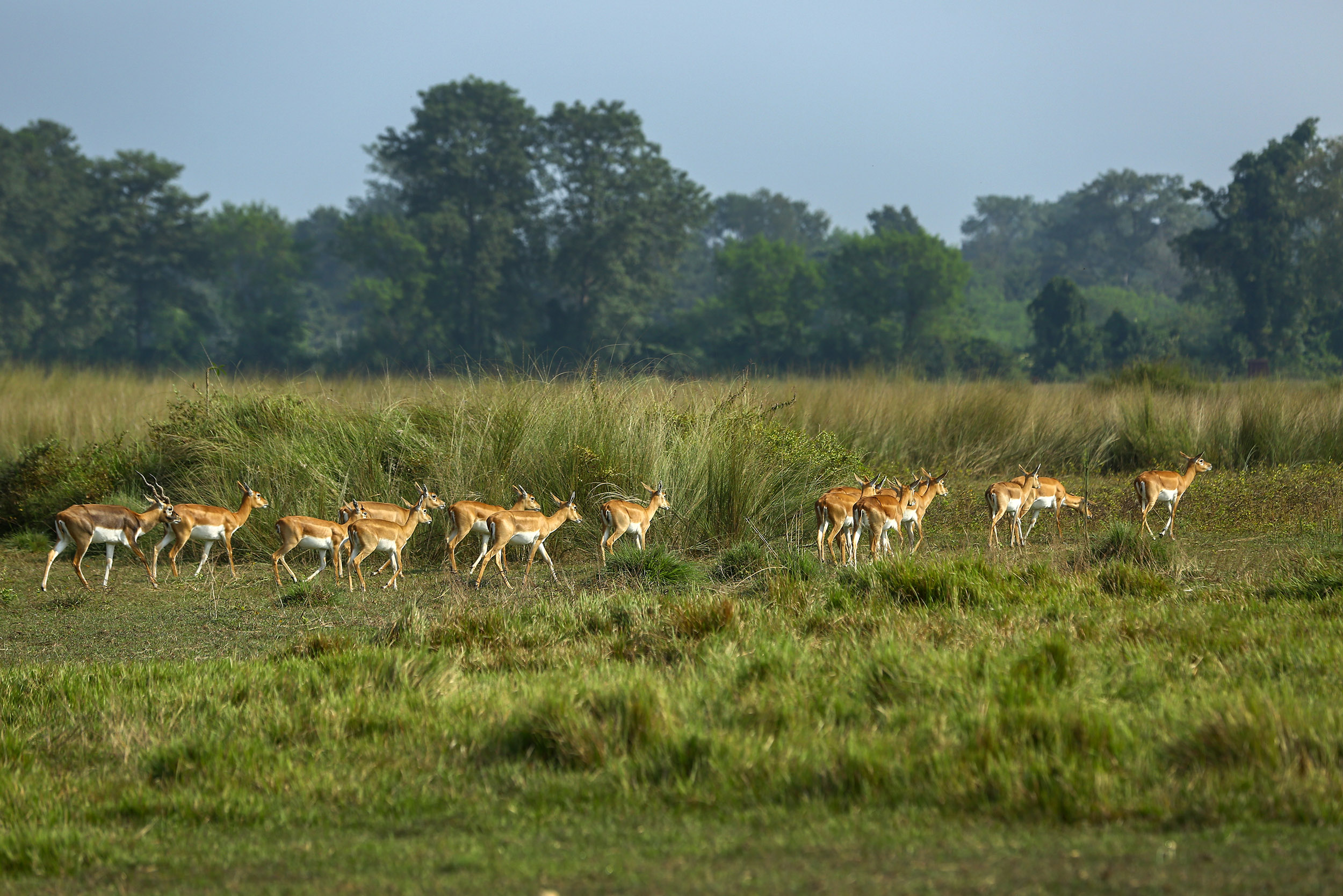 खैरापुरकाे घाँसे मैदानमा चर्दै गरेका कृष्णसार (तस्बिरहरु)