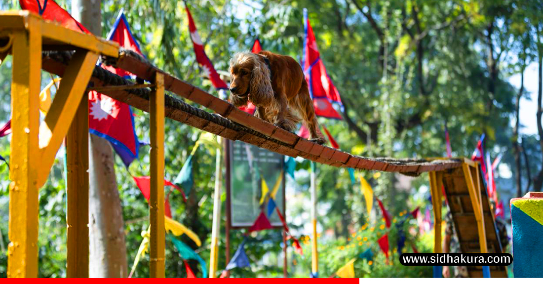 Kukur-Tihar-Sena_Sidhakura-3-1760940629.jpg