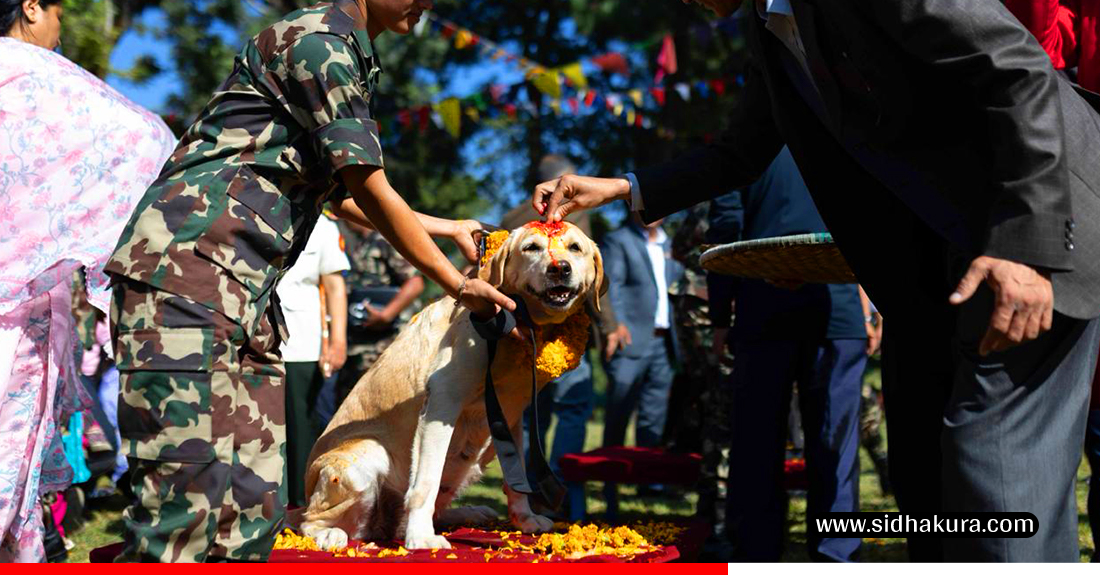 Kukur-Tihar-Sena_Sidhakura-5-1760940629.jpg