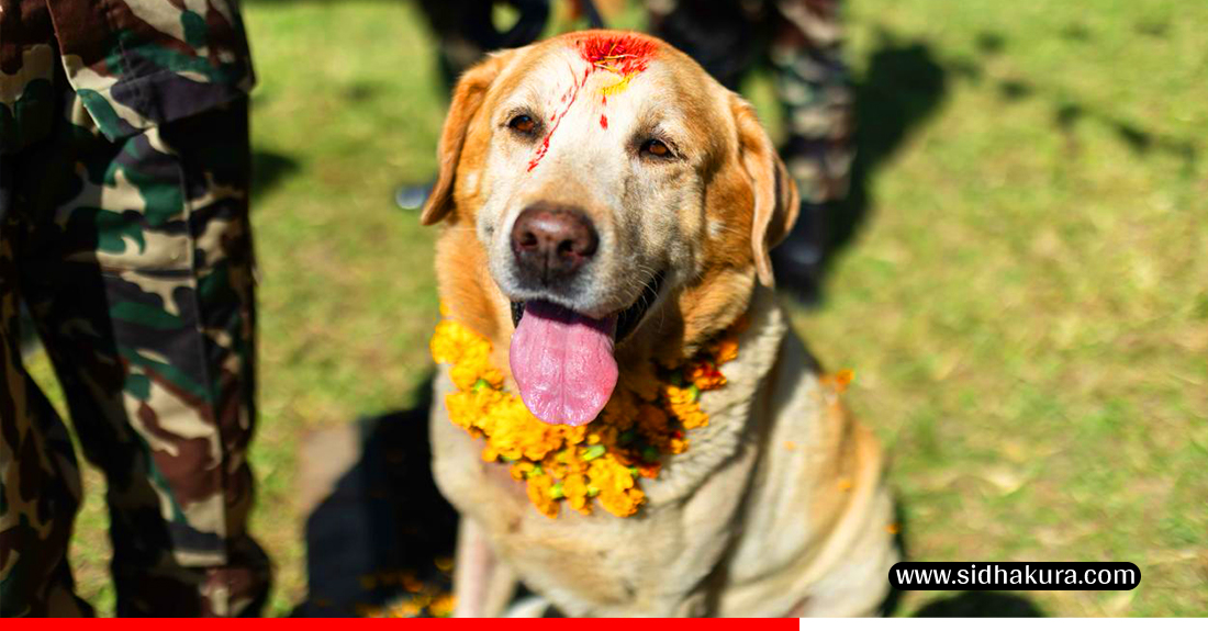 Kukur-Tihar-Sena_Sidhakura-6-1760940628.jpg
