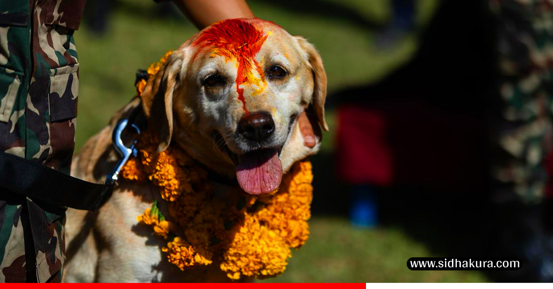 Kukur-Tihar-Sena_Sidhakura-8-1760940627.jpg