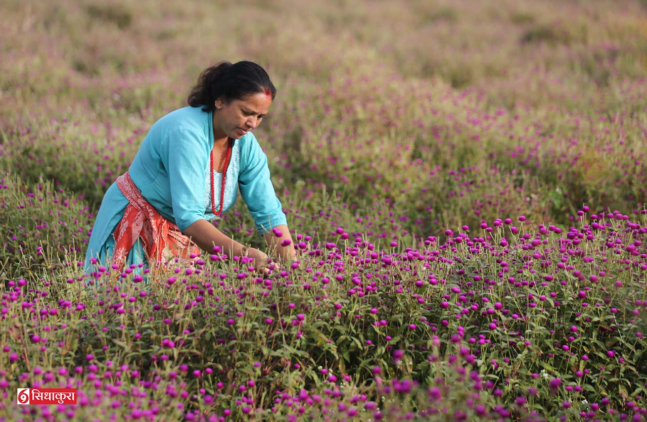 तिहारको आगमनसंगै भक्तपुरको गुण्डुमा मखमली फूल टिप्दै किसान(तस्बिरहरु)