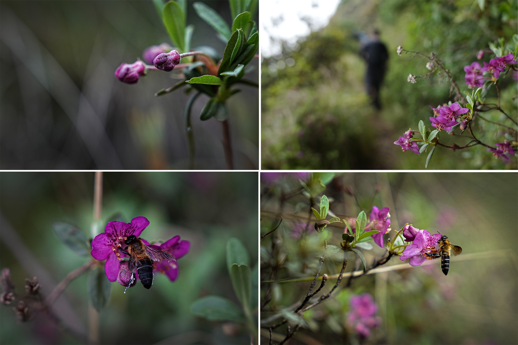 Merge_Flower_Helambu-trail_NPL-1782534691.jpg