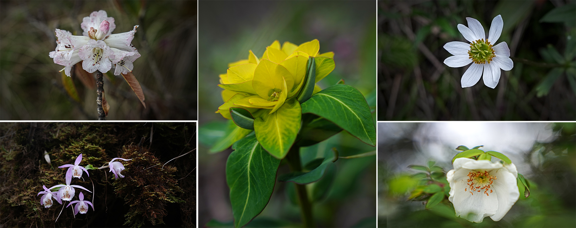 Merge_Flower_Helambu_NPL-(1)-1782534692.jpg
