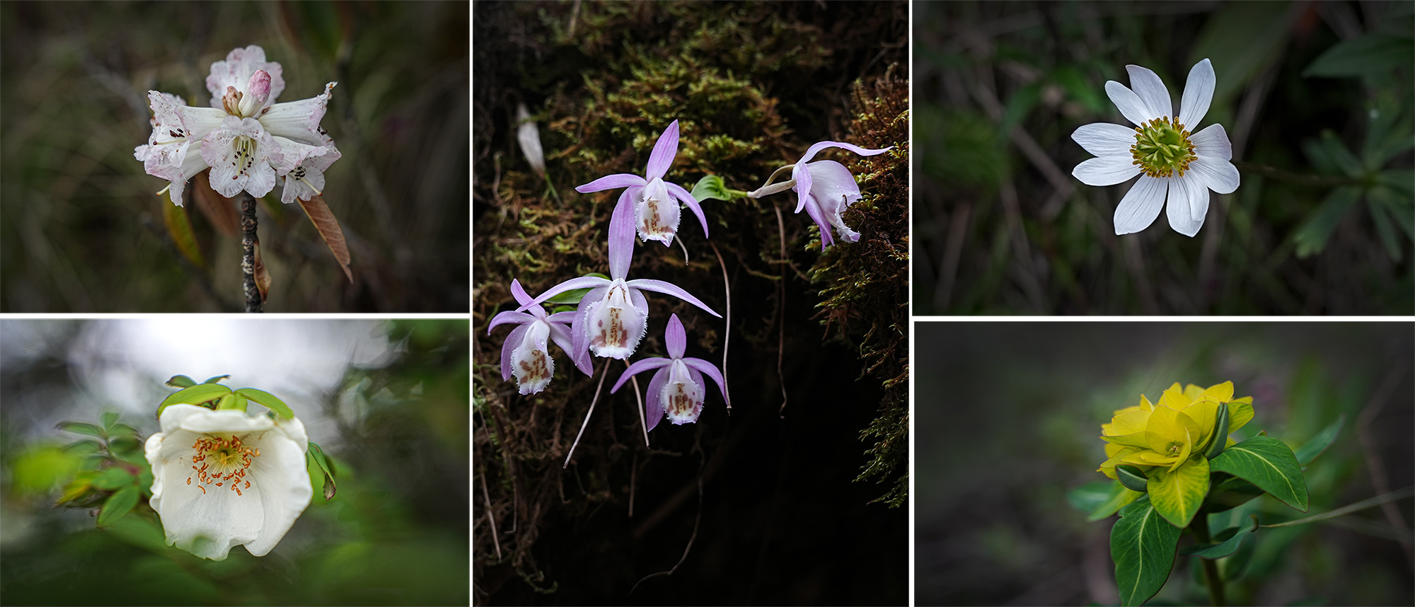 Merge_Flower_Helambu_NPL-(2)-1782534692.jpg
