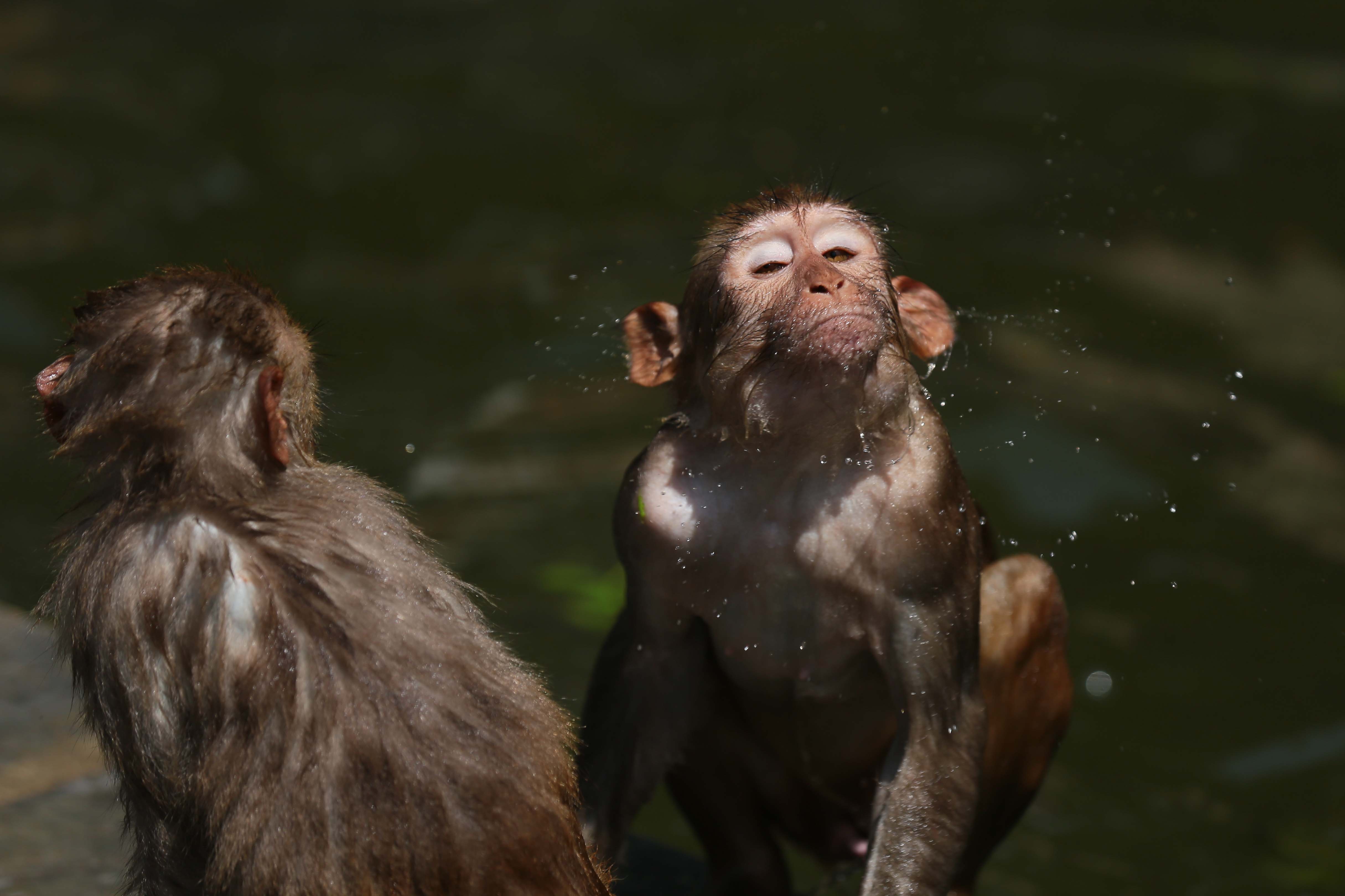 Monkeys-Swimming-_-1168-1779884992.jpg
