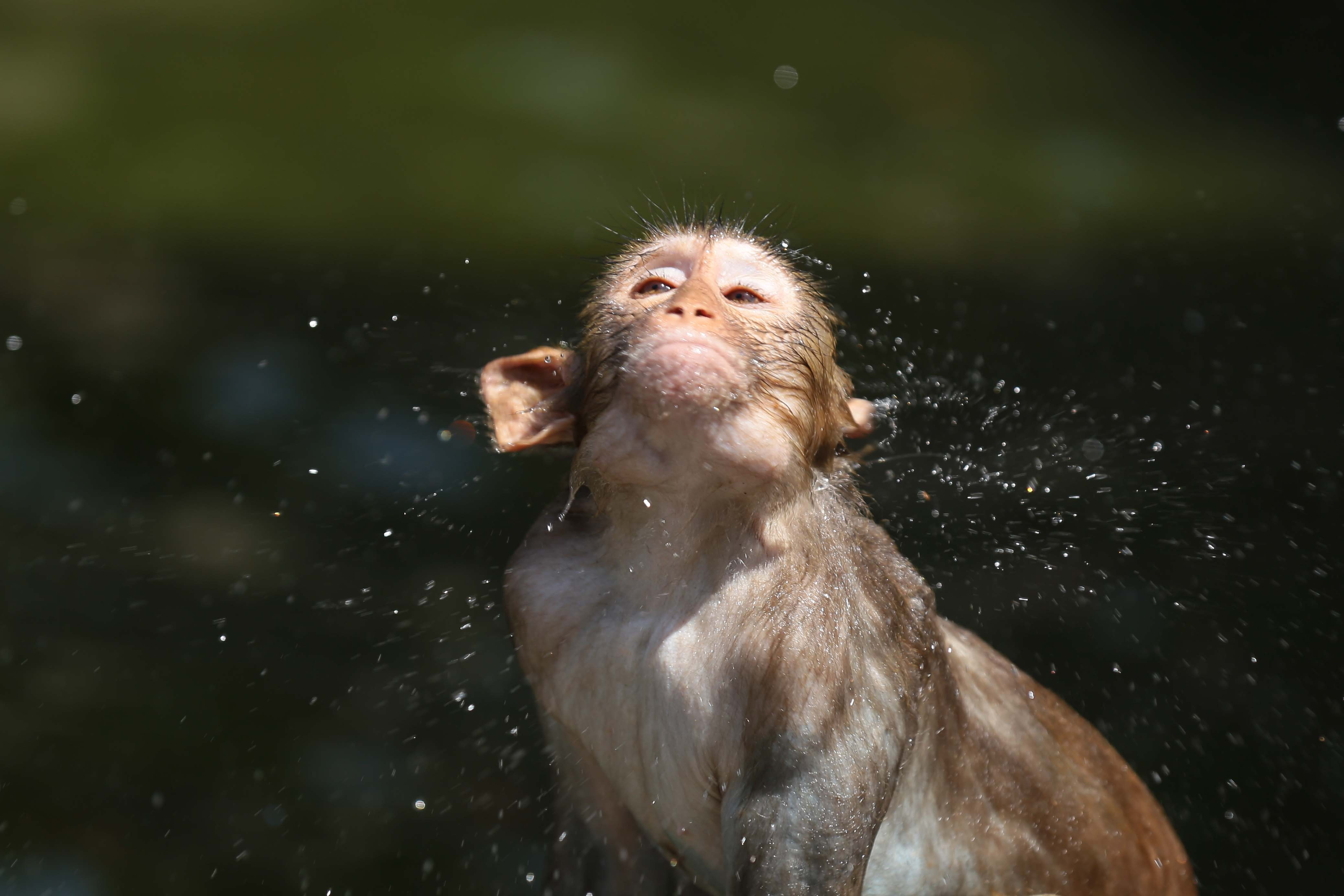 Monkeys-Swimming-_-1169-1779884992.jpg