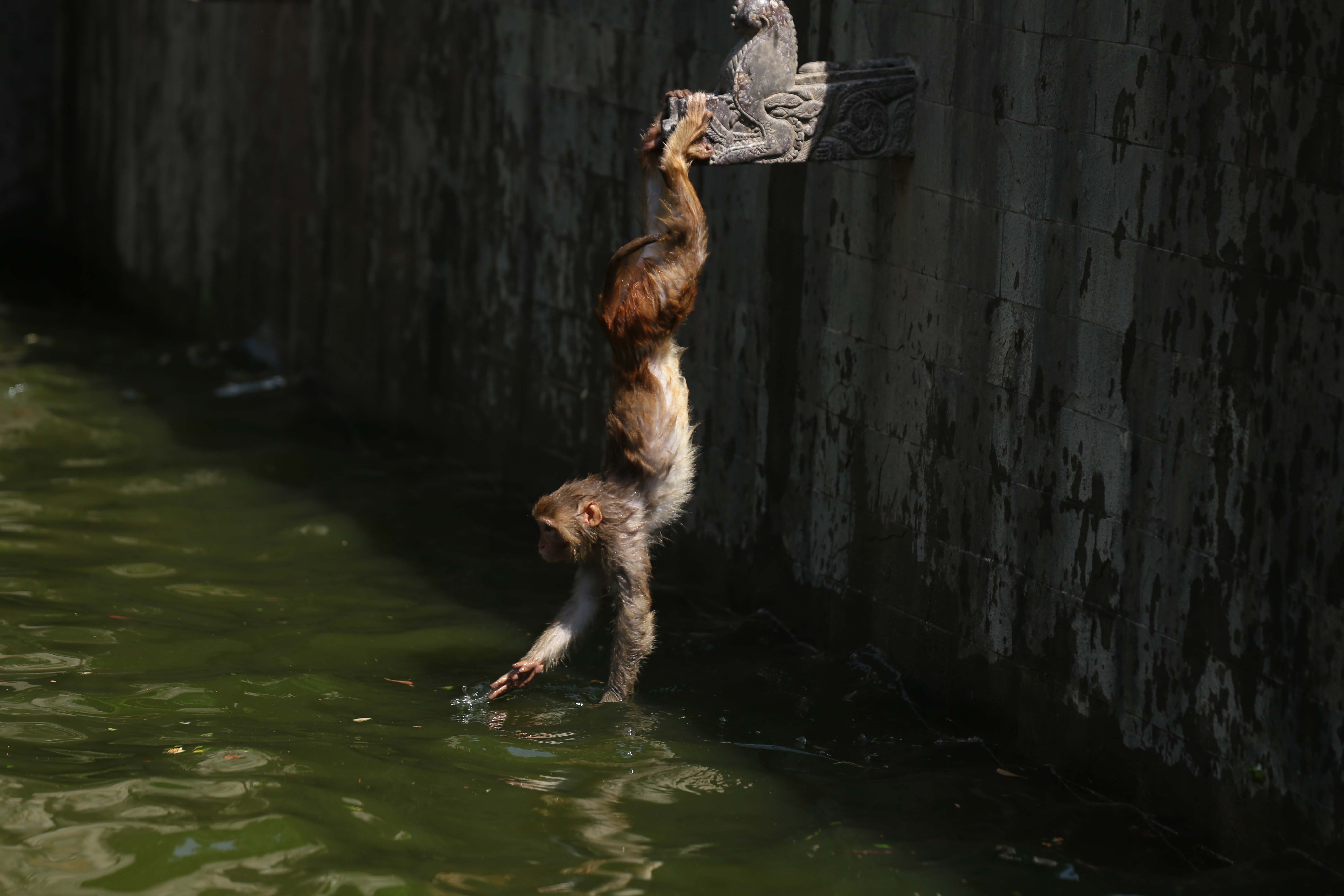 Monkeys-Swimming-_-1170-1779884995.jpg