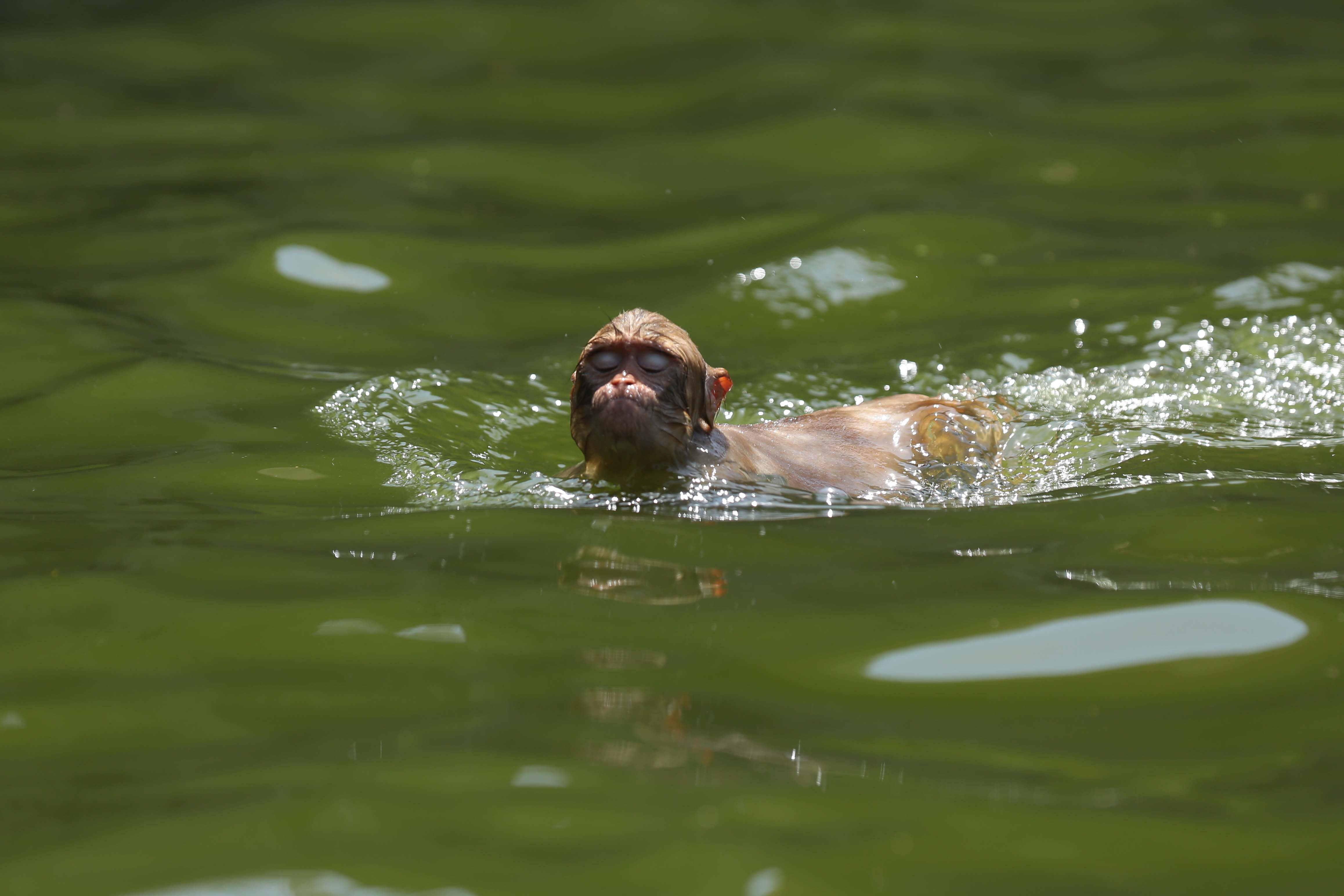 Monkeys-Swimming-_-1171-1779884996.jpg