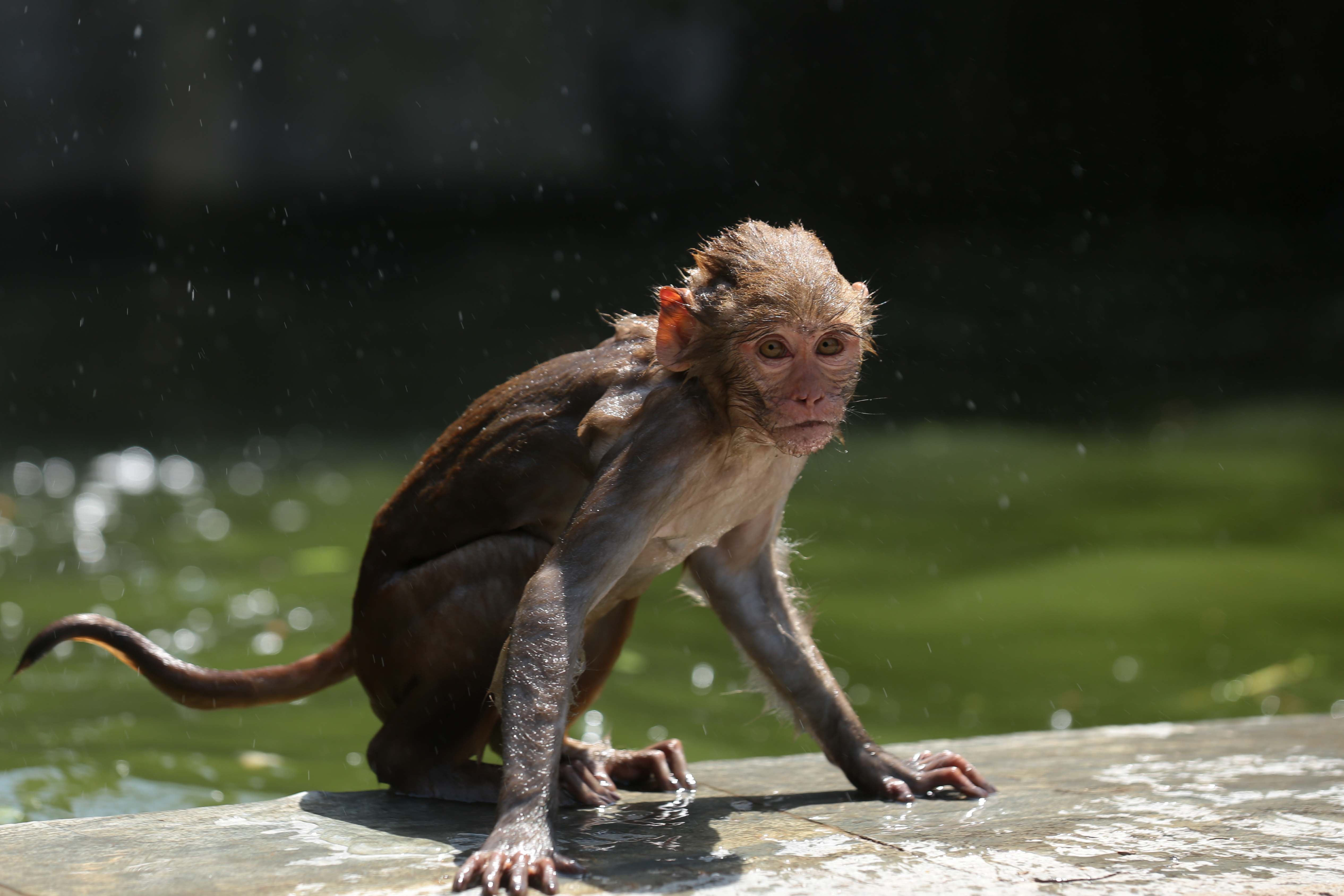 Monkeys-Swimming-_-1172-1779884999.jpg