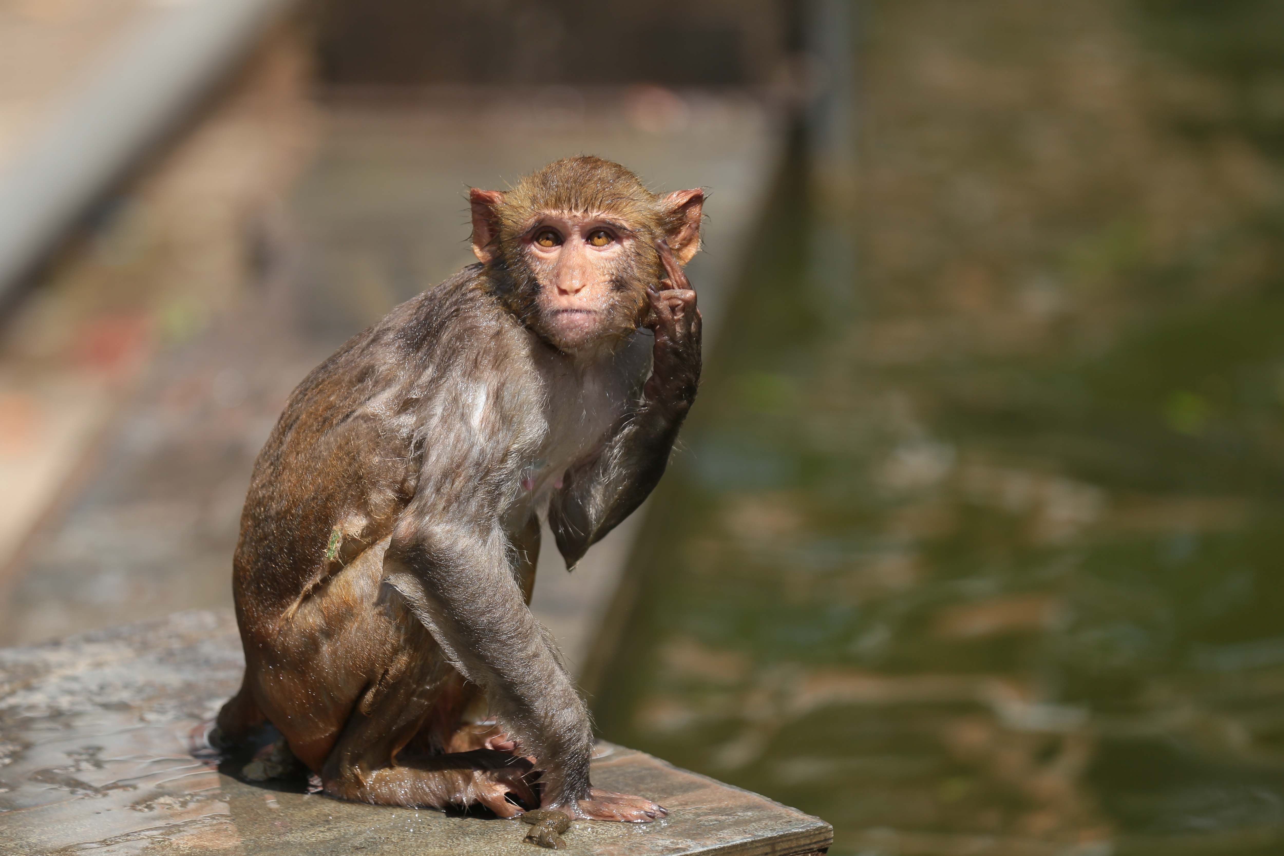 Monkeys-Swimming-_-1173-1779885000.jpg