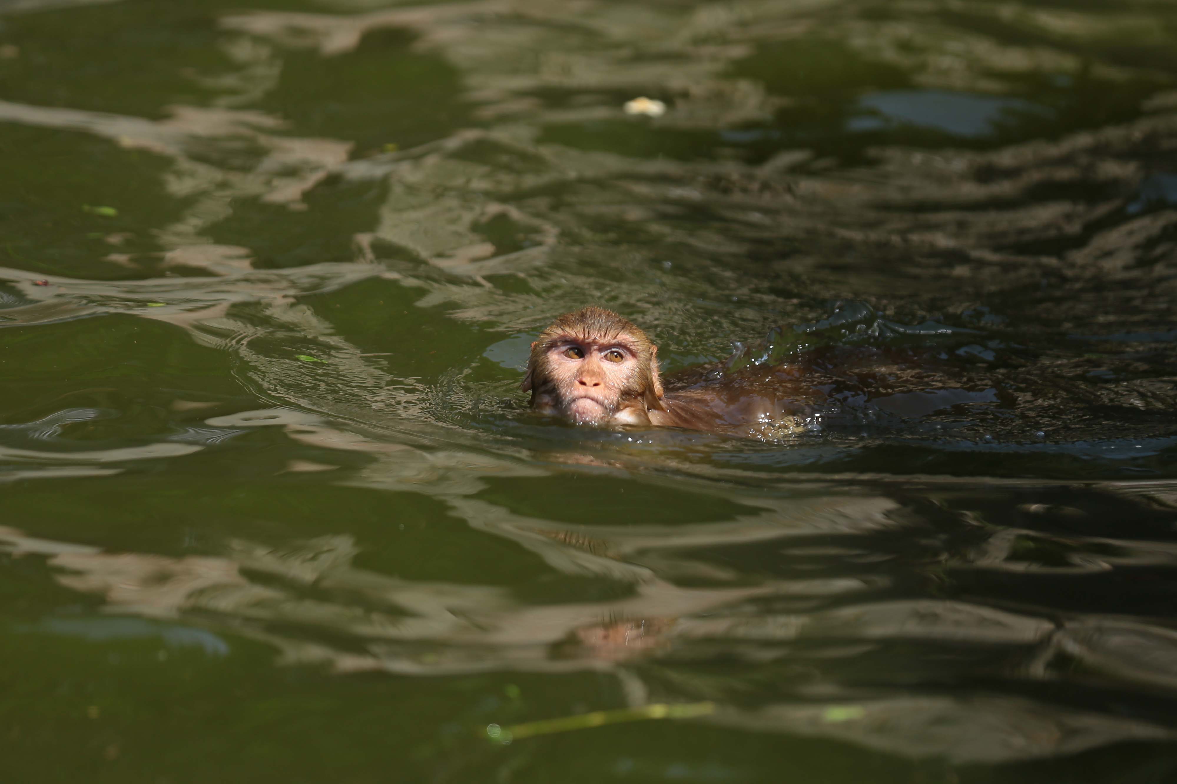 Monkeys-Swimming-_-1174-1779885003.jpg