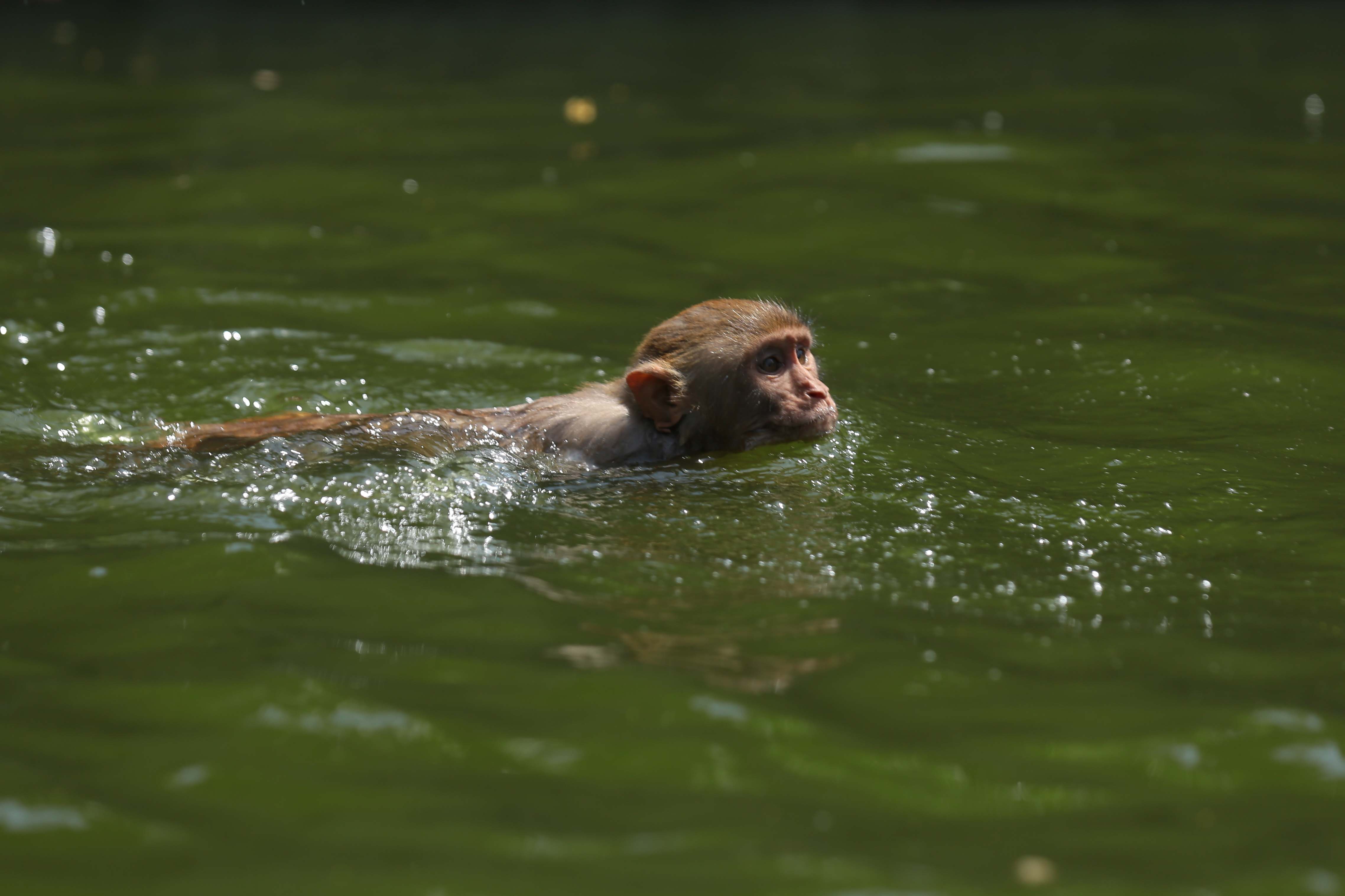 Monkeys-Swimming-_-1175-1779885004.jpg