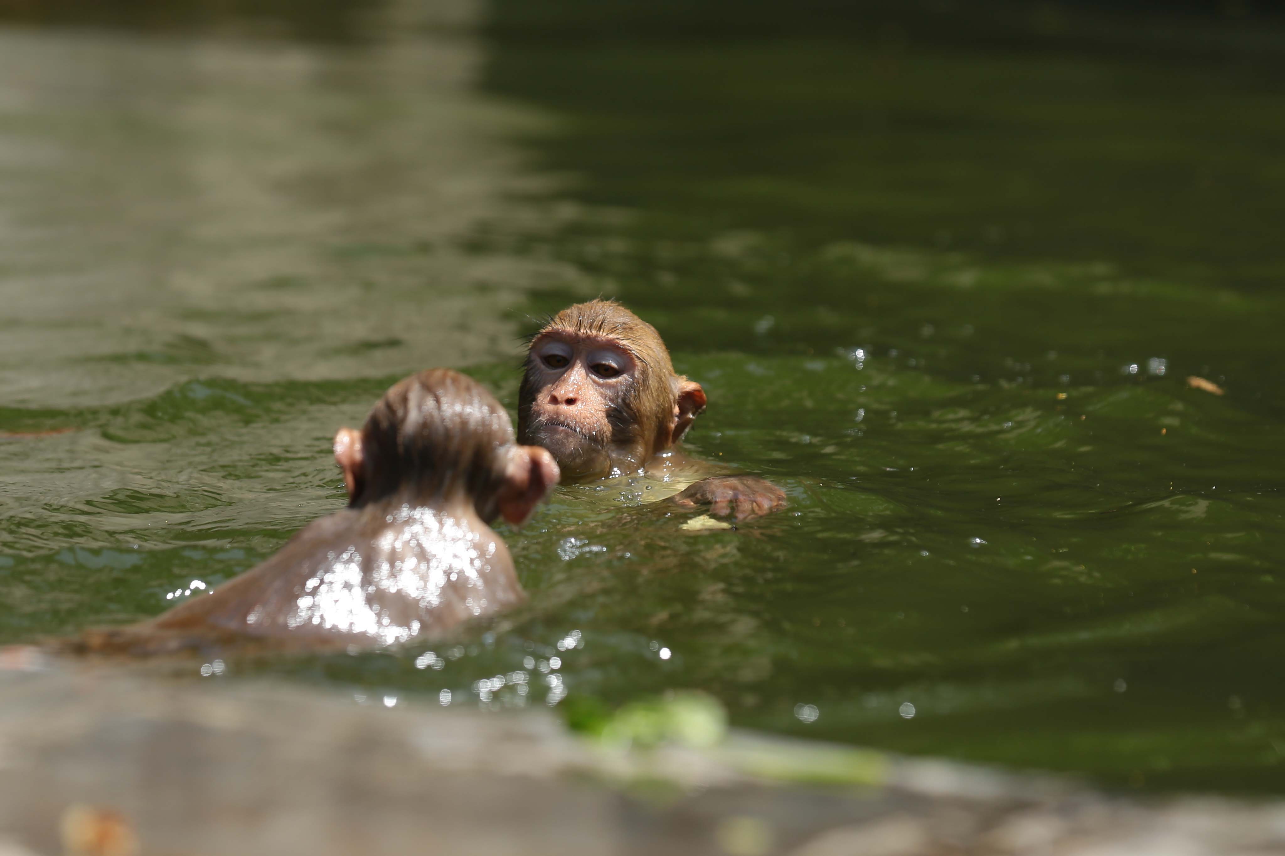 Monkeys-Swimming-_-1177-1779885008.jpg