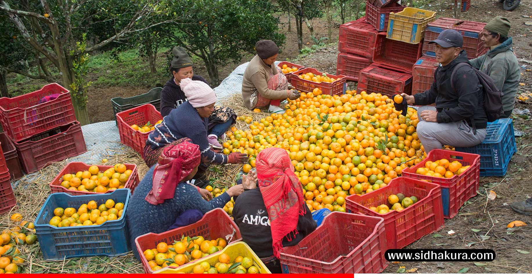 सुन्तला किसानको गुनासो: 'मौसमले ठग्छ, स्थानीय सरकारले कर लिन्छ'