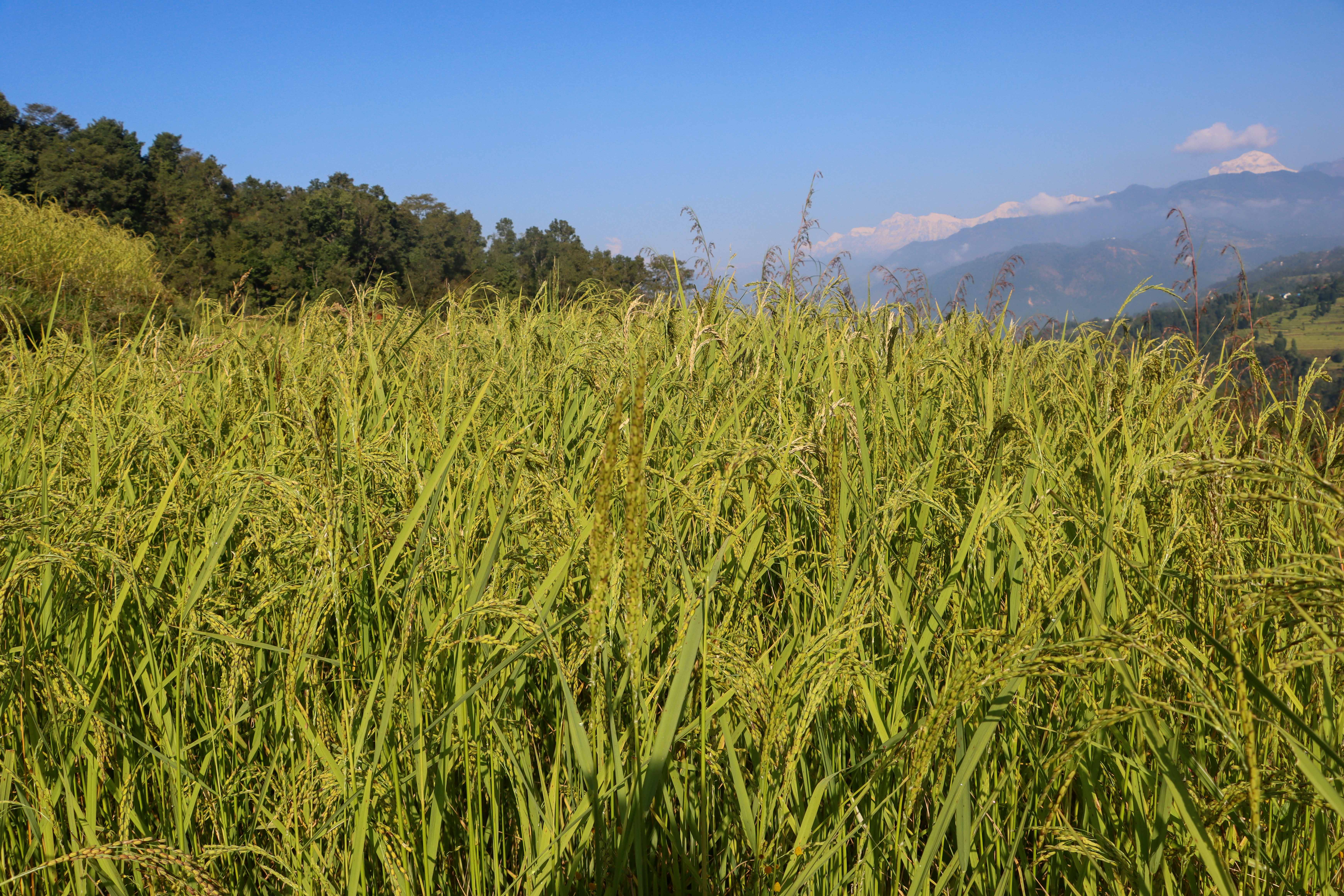 Paddy-and-Millet-Photos-Parbat_sidhakura-1-1792730306.JPG