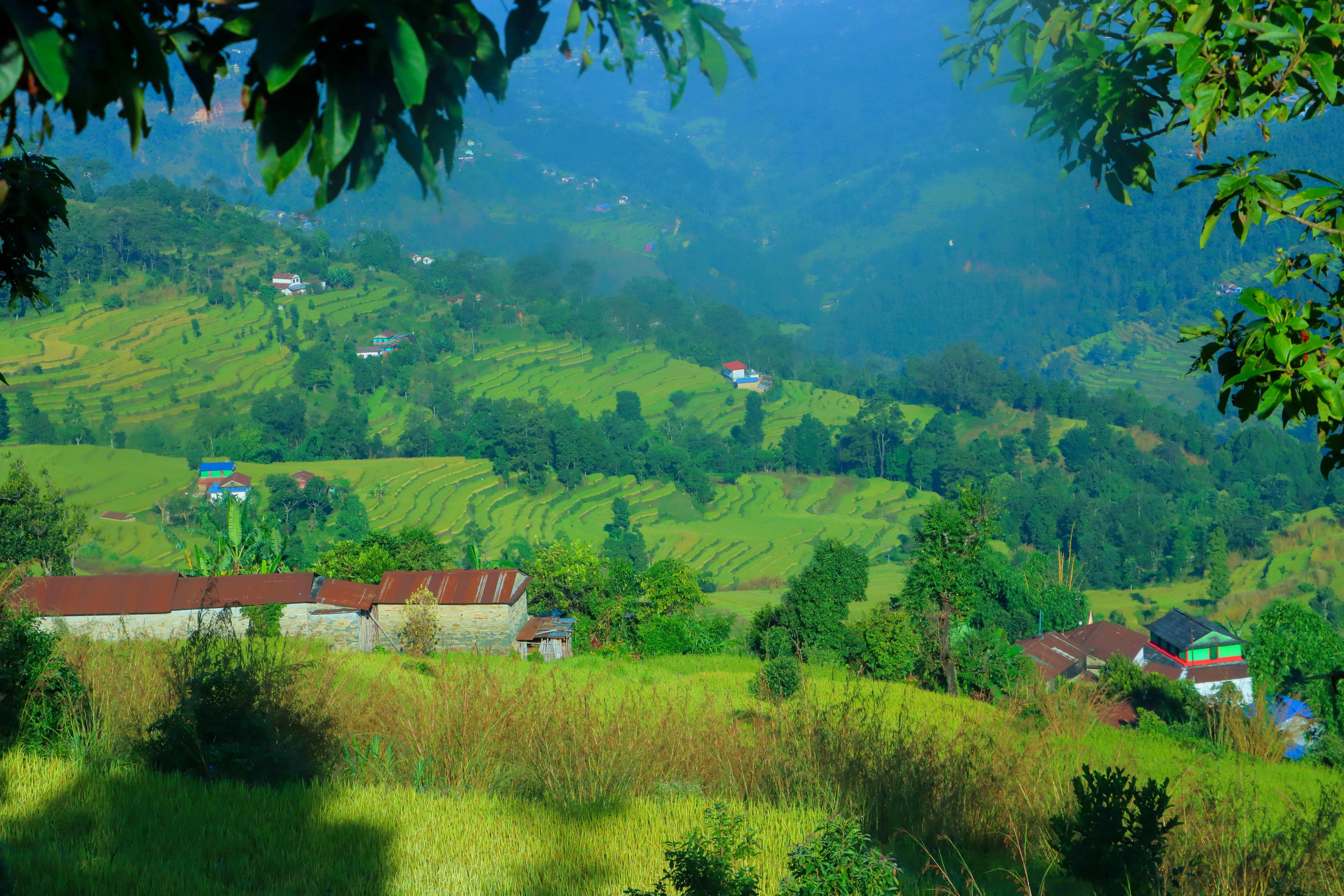 Paddy-and-Millet-Photos-Parbat_sidhakura-1792730313.JPG