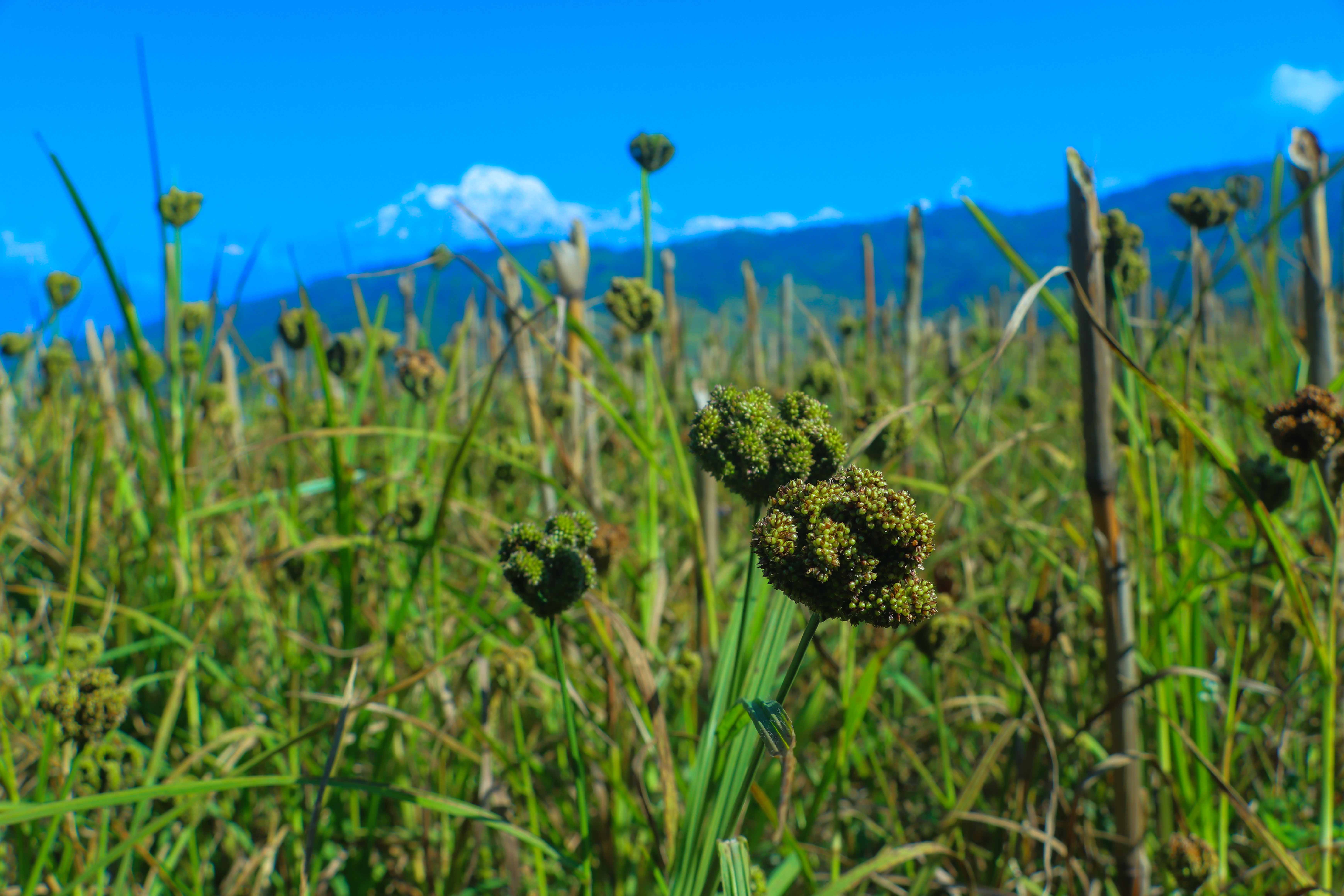 Paddy-and-Millet-Photos-Parbat_sidhakura-3-1792730299.JPG