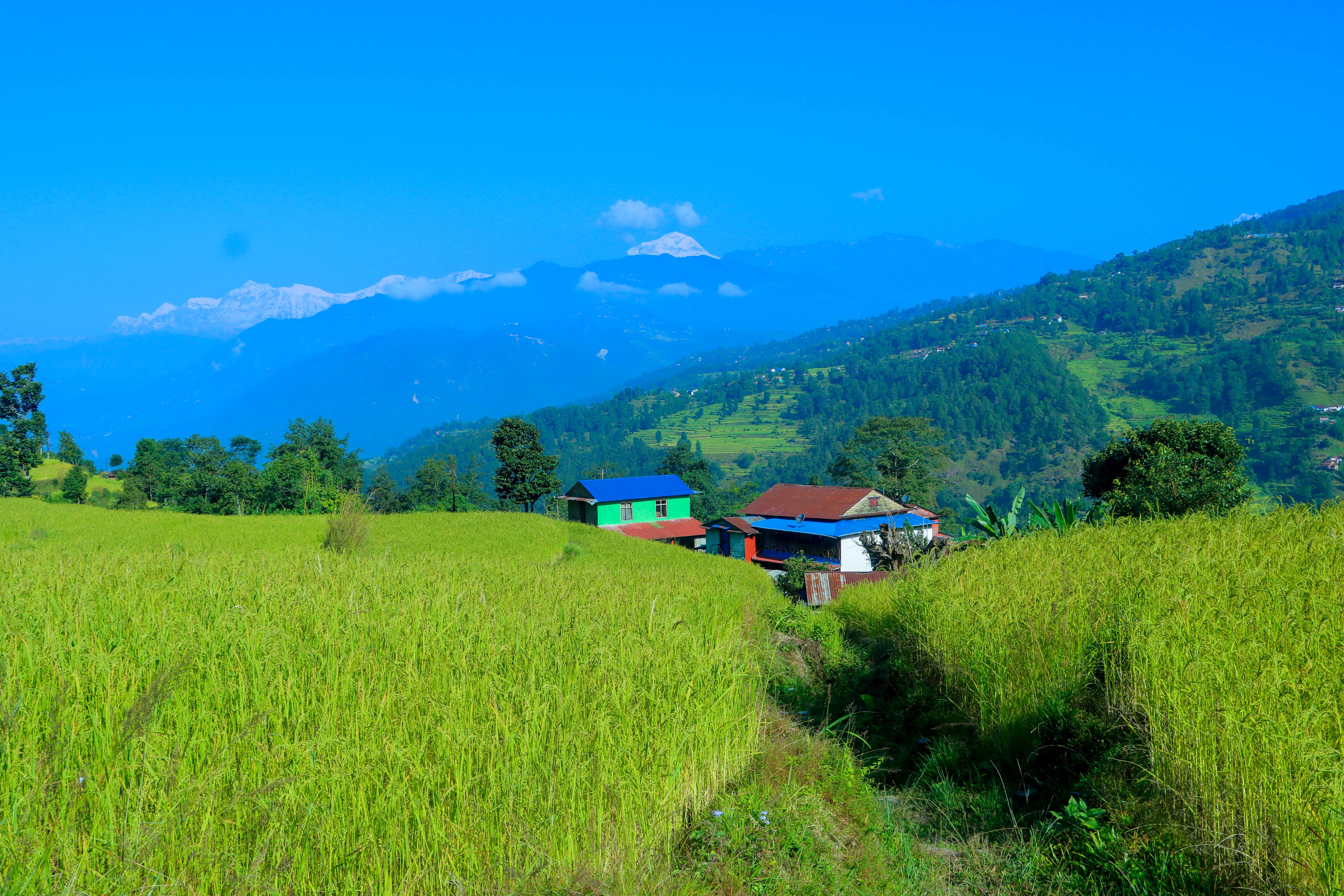 Paddy-and-Millet-Photos-Parbat_sidhakura-4-1792730299.JPG