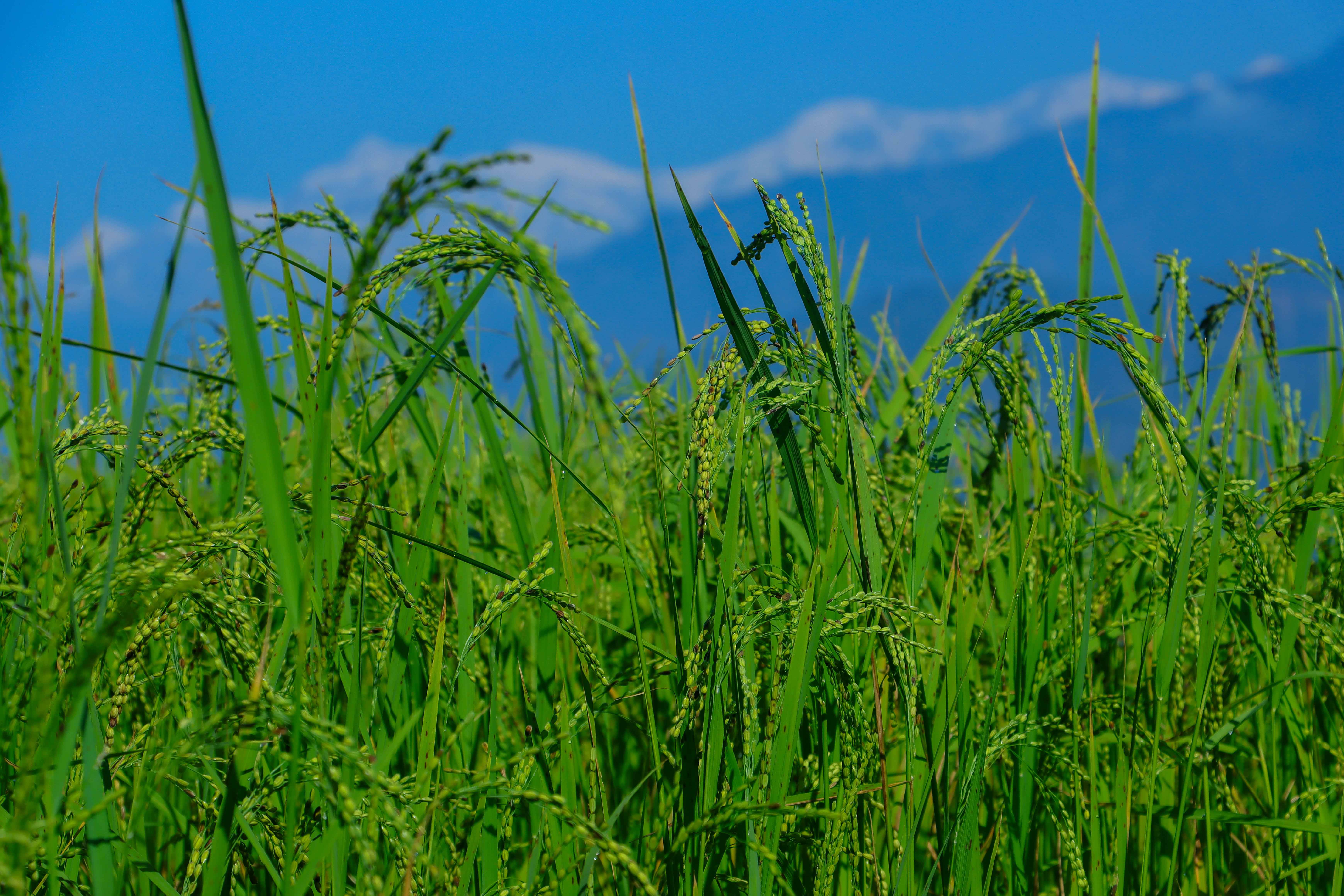 Paddy-and-Millet-Photos-Parbat_sidhakura-5-1792730292.JPG
