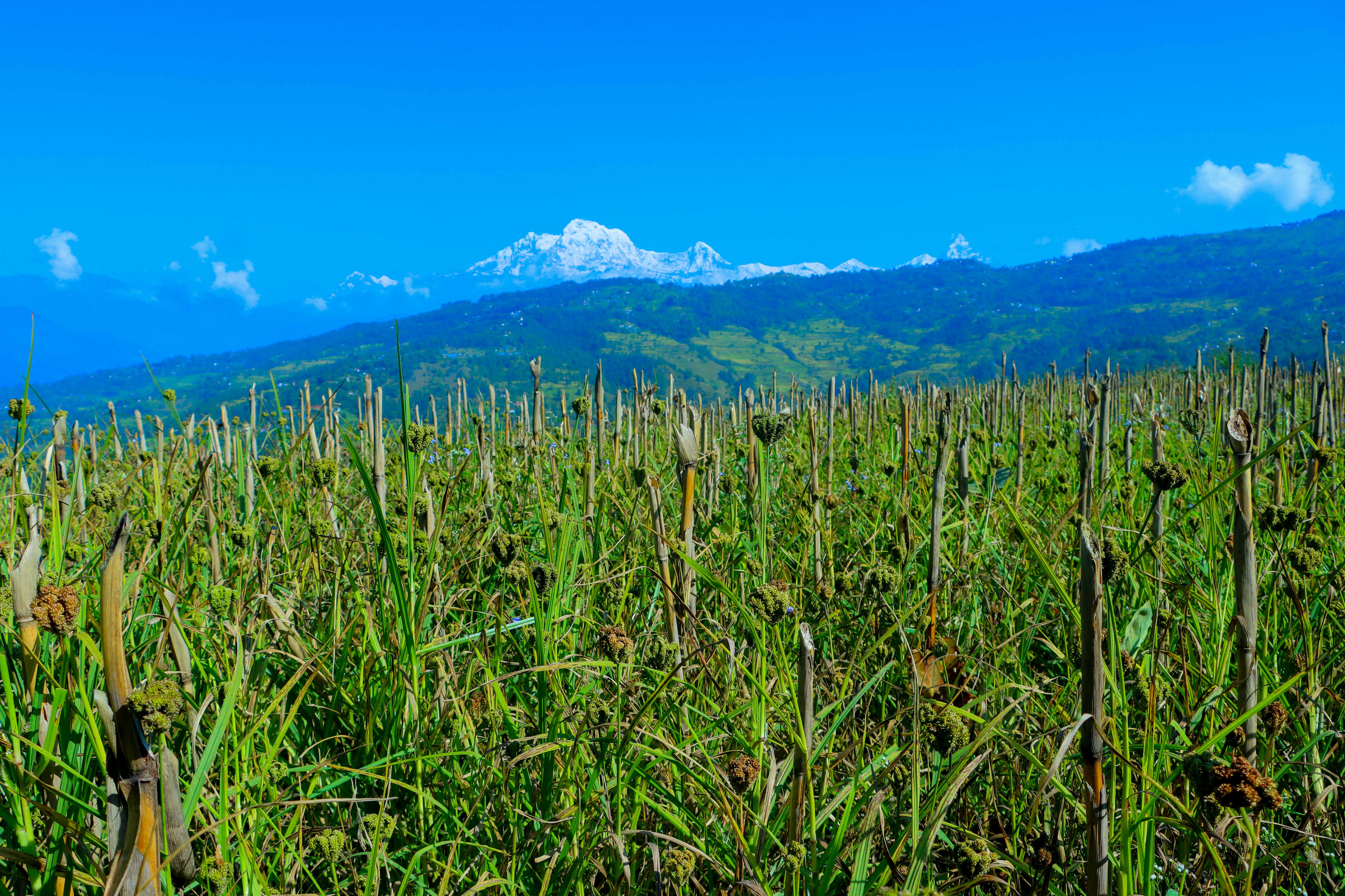 Paddy-and-Millet-Photos-Parbat_sidhakura-7-1792730285.JPG