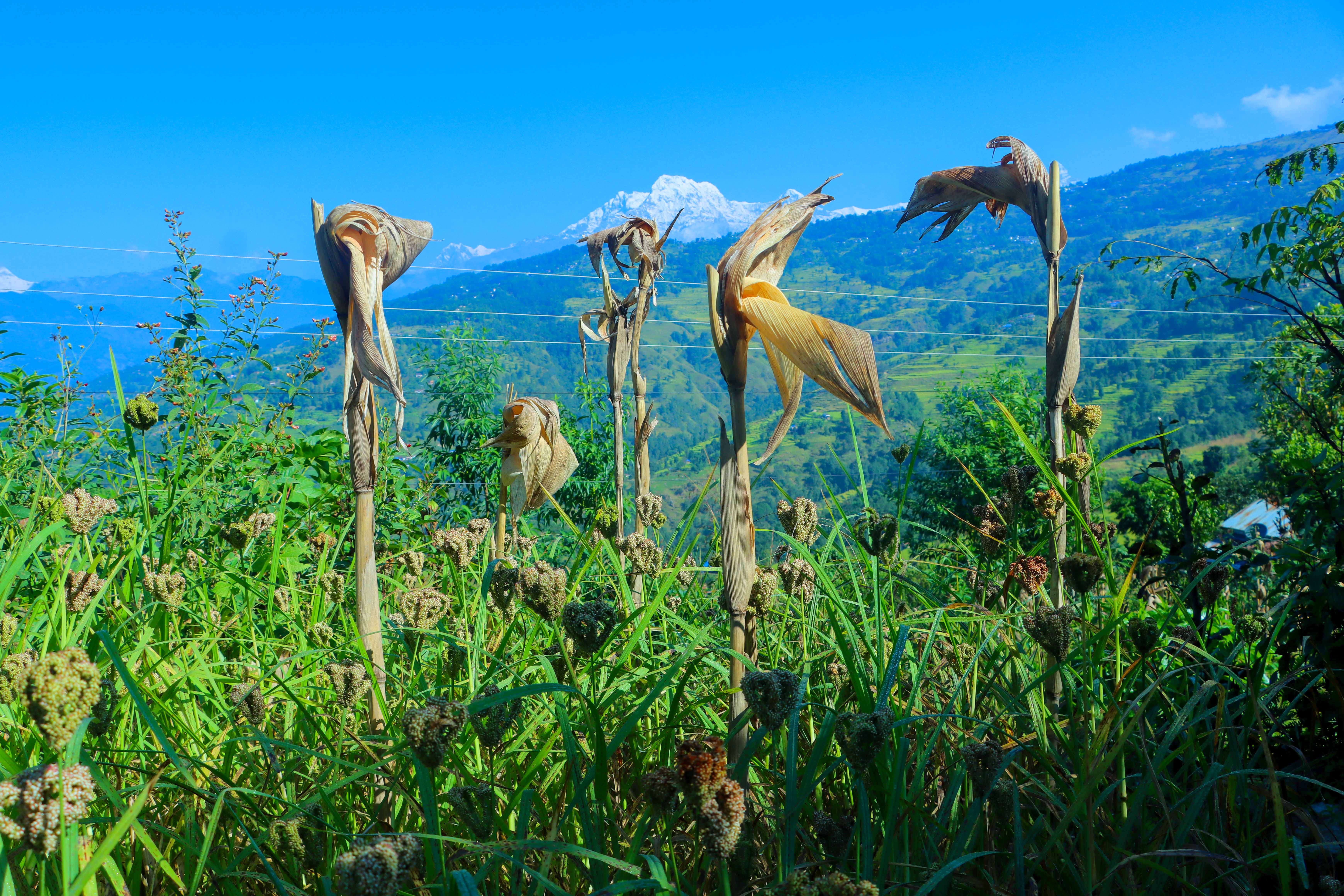 Paddy-and-Millet-Photos-Parbat_sidhakura-8-1792730285.JPG