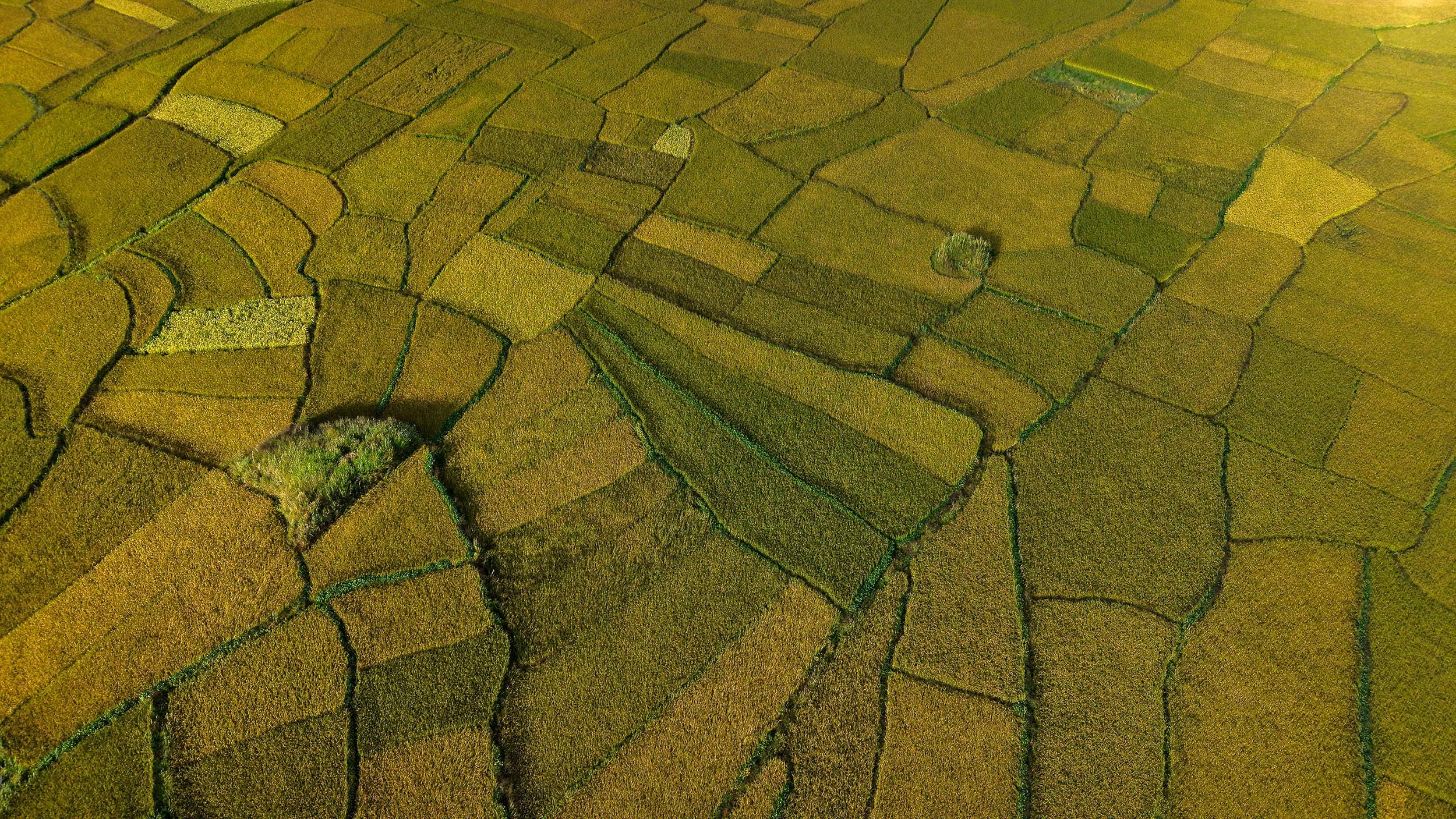 Paddy-fild_Jumla_PCT_NPL-(10)-1791005475.JPG