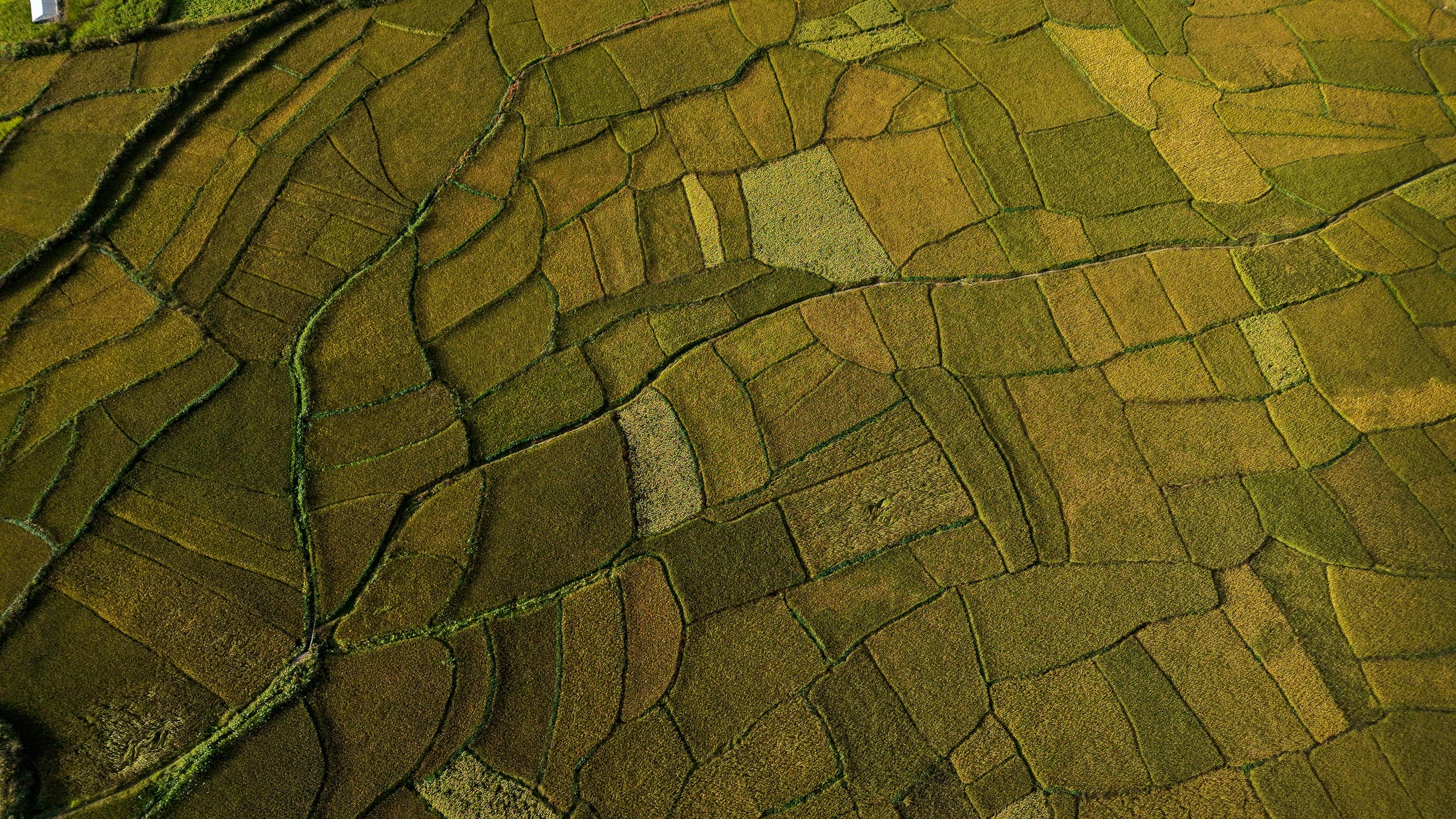 Paddy-fild_Jumla_PCT_NPL-(12)-1791005471.JPG