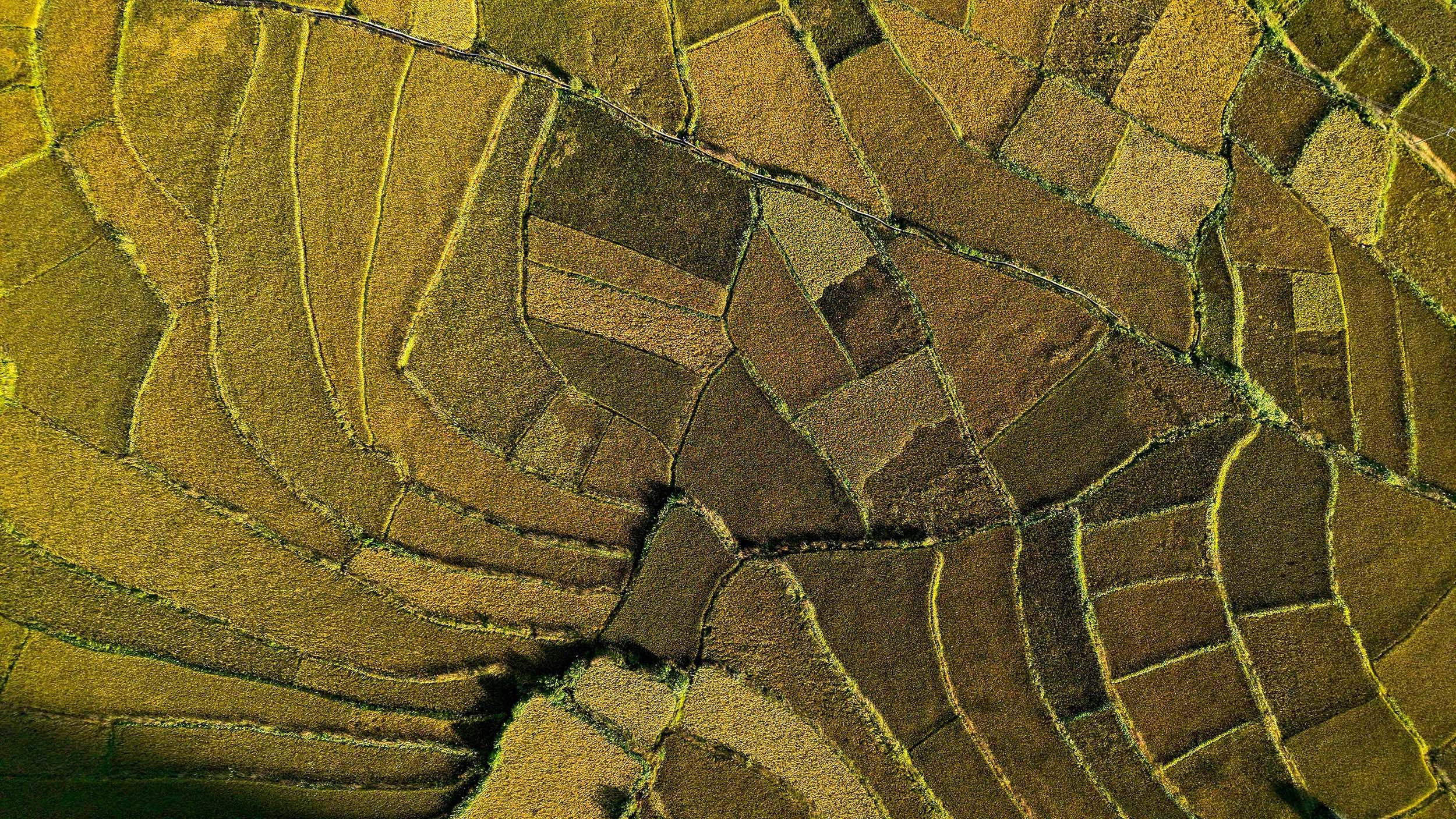 Paddy-fild_Jumla_PCT_NPL-(14)-1791005469.JPG