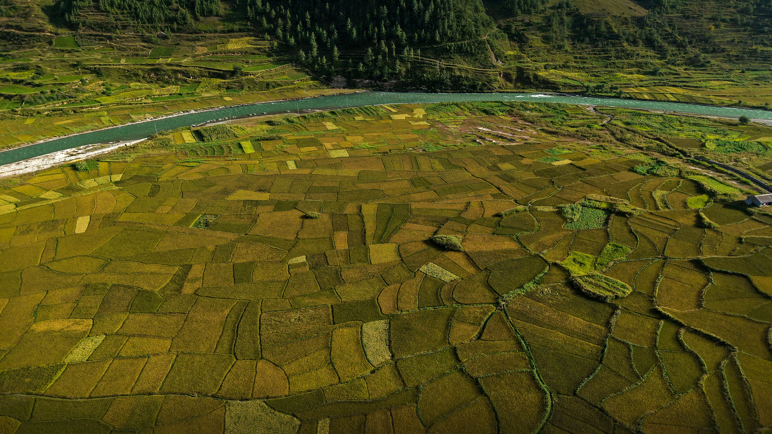 Paddy-fild_Jumla_PCT_NPL-(2)-1791005479.JPG