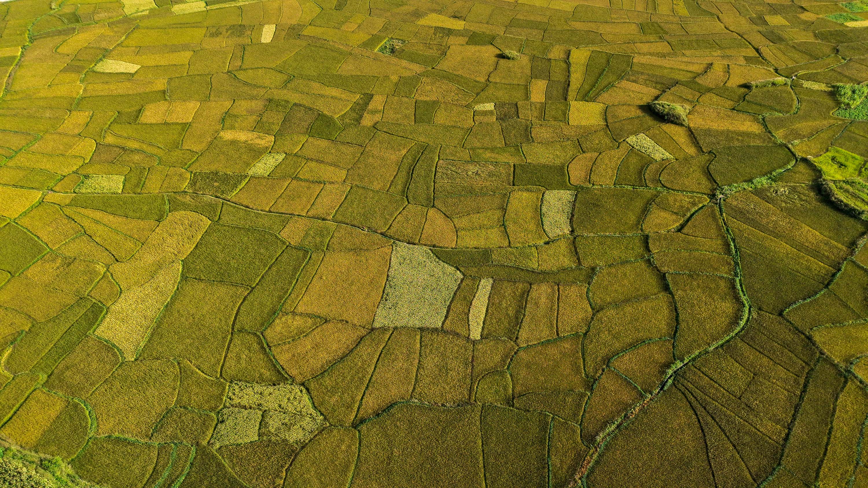 Paddy-fild_Jumla_PCT_NPL-(3)-1791005479.JPG