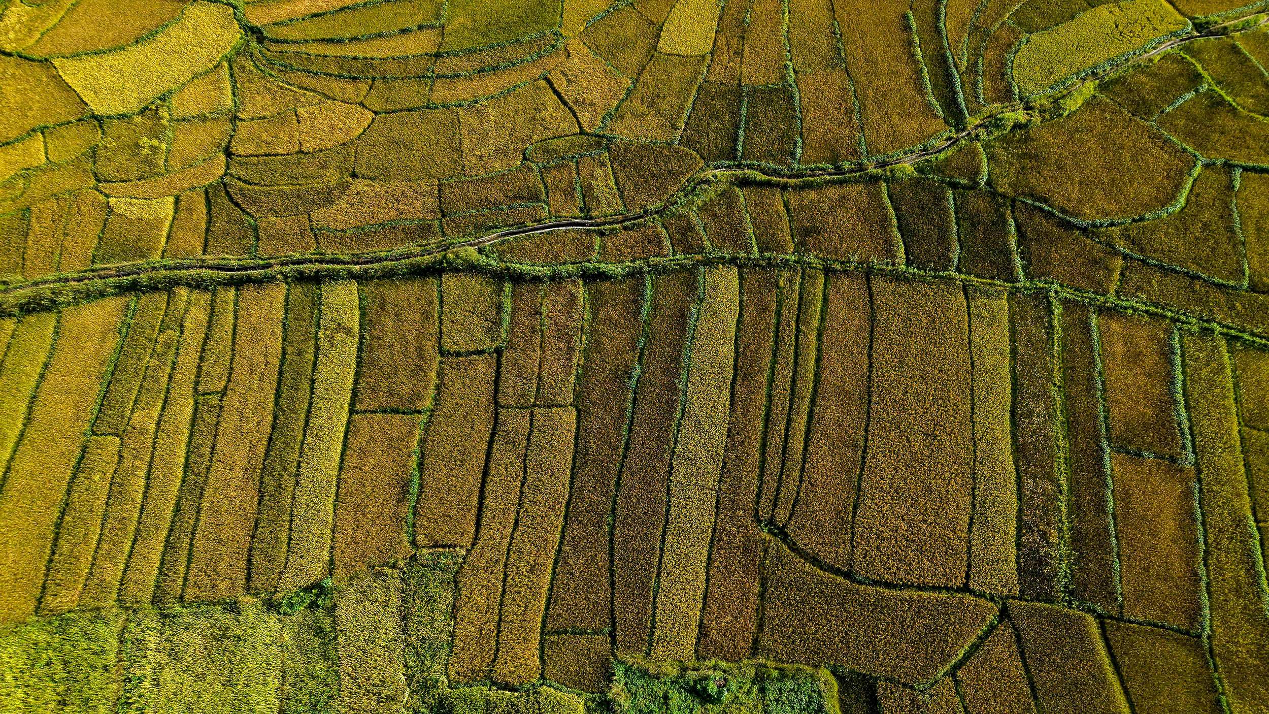 Paddy-fild_Jumla_PCT_NPL-(8)-1791005476.JPG