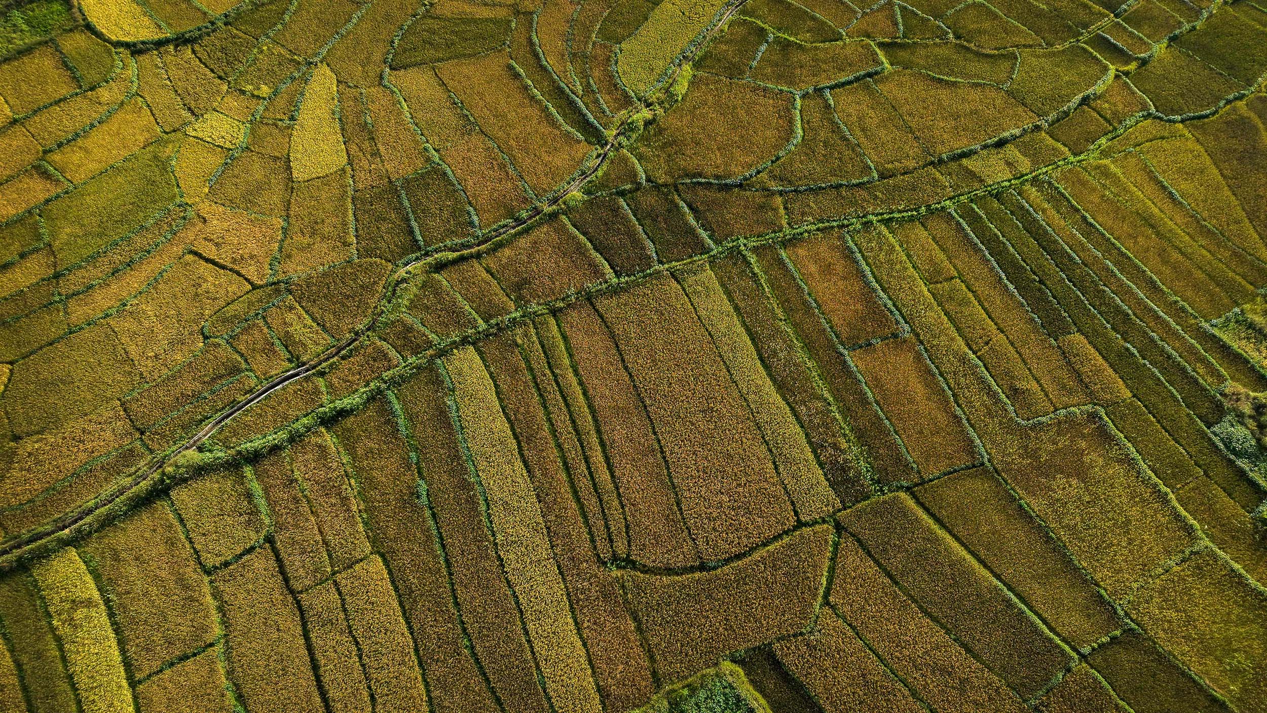 Paddy-fild_Jumla_PCT_NPL-(9)-1791005474.JPG